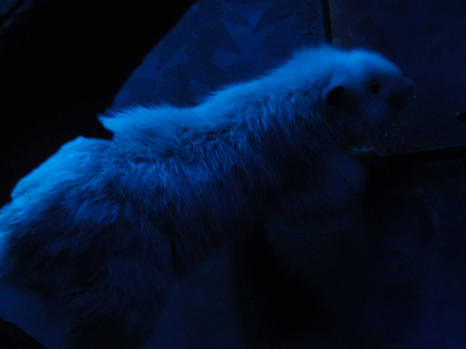 Bronx Zoo: July 2016