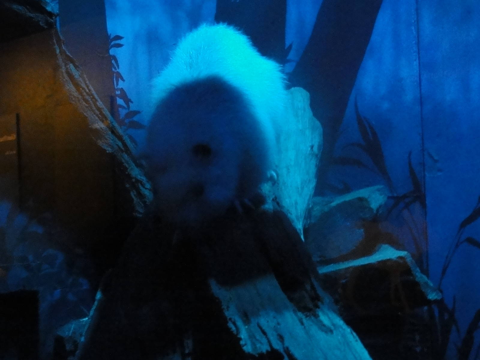 Bronx Zoo: July 2016