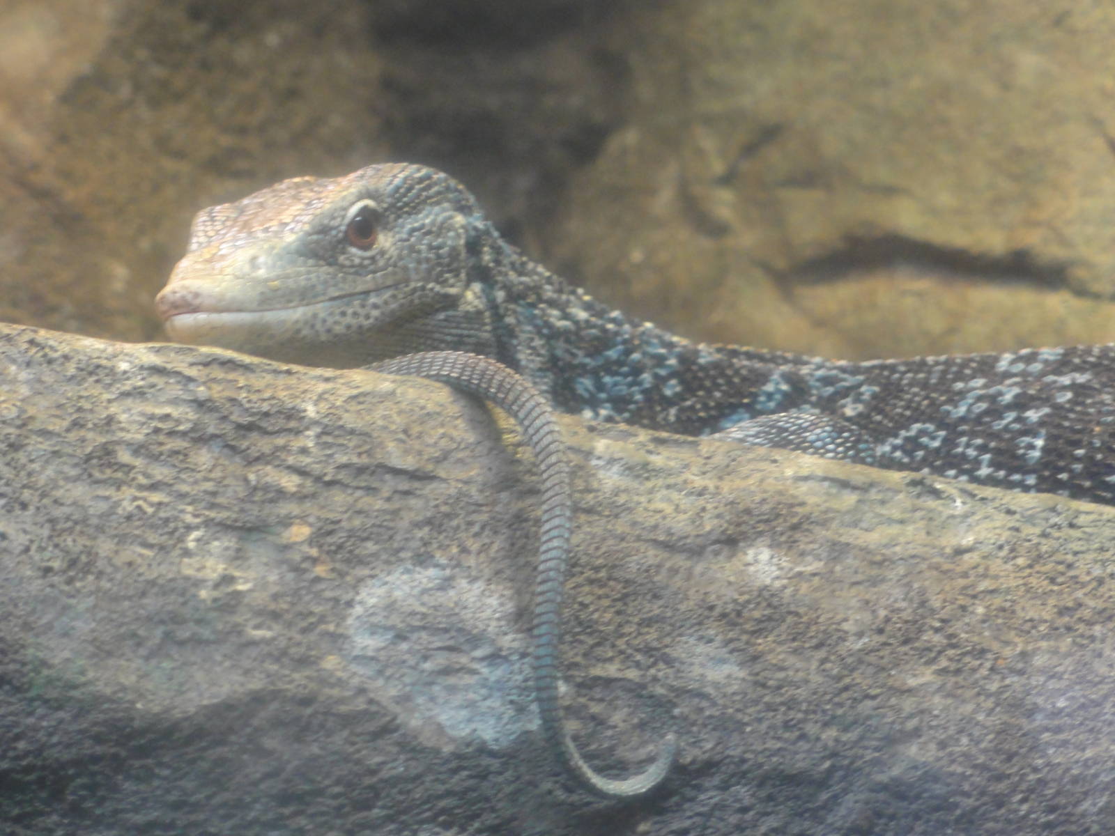 Bronx Zoo: July 2016