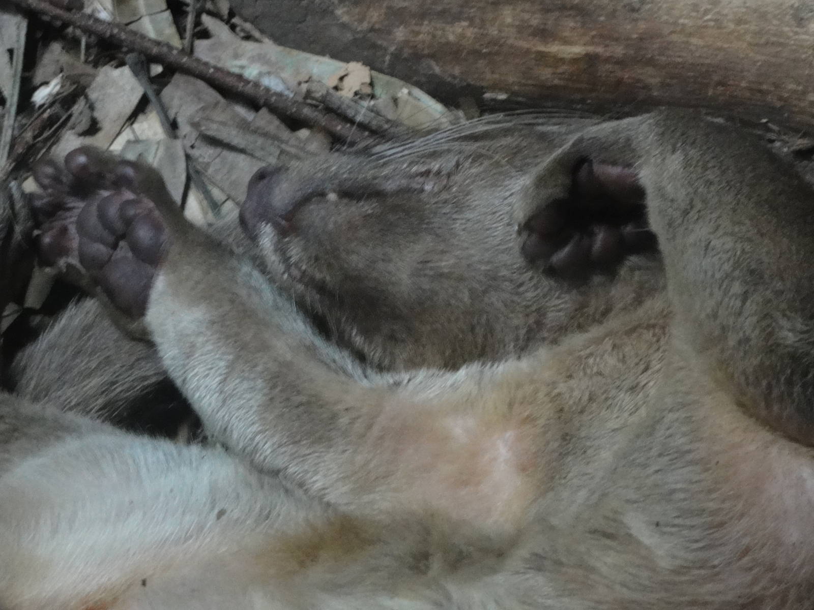 Bronx Zoo: July 2016