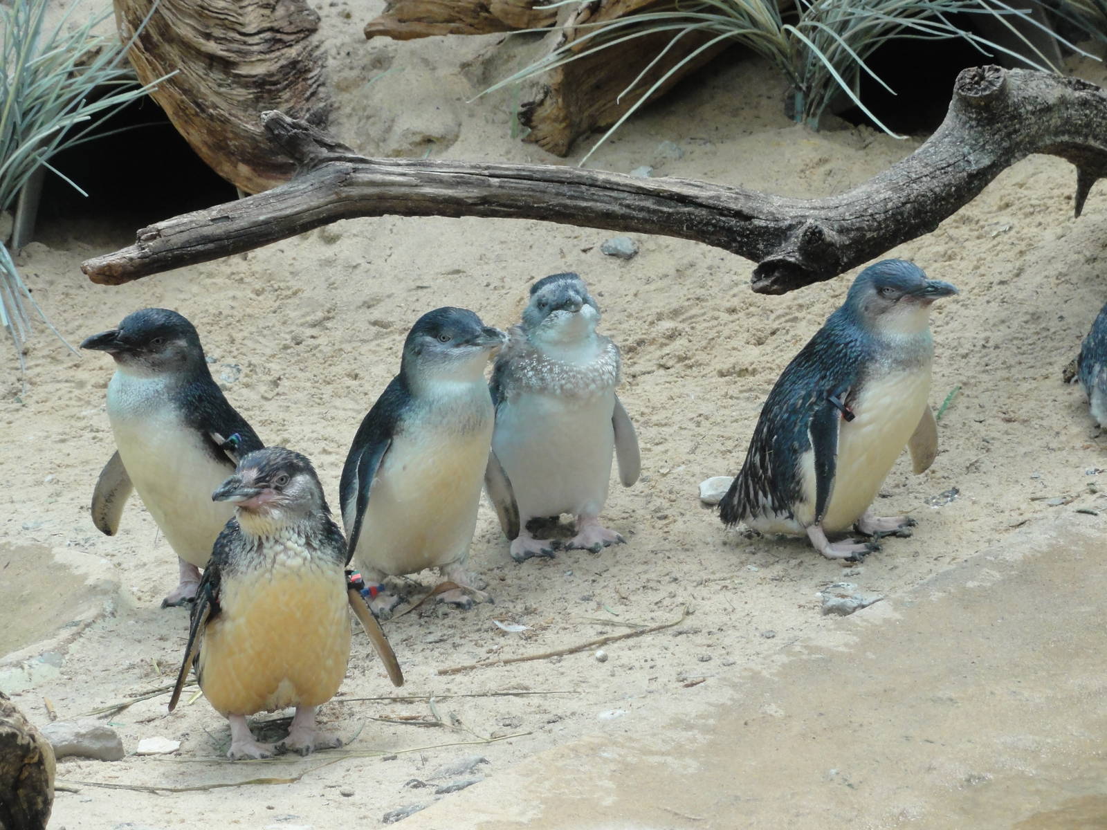 Bronx Zoo: July 2016