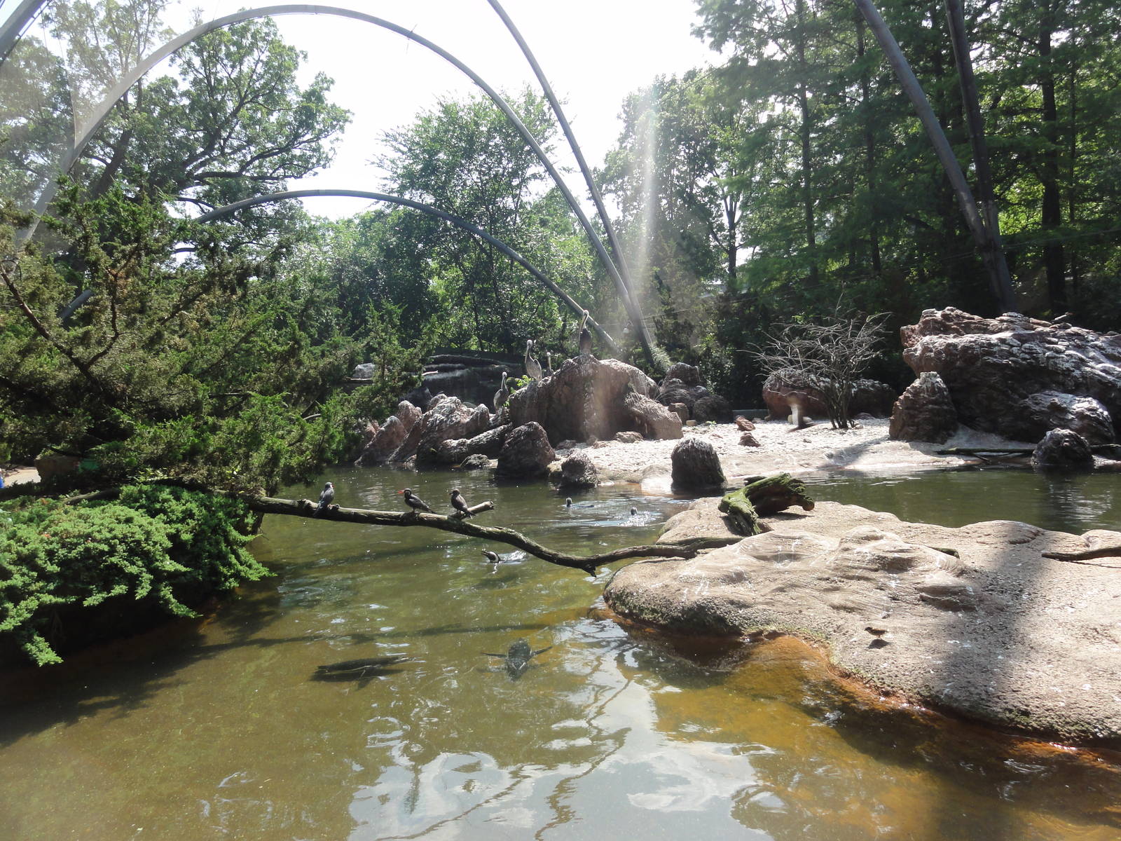 Bronx Zoo: July 2016