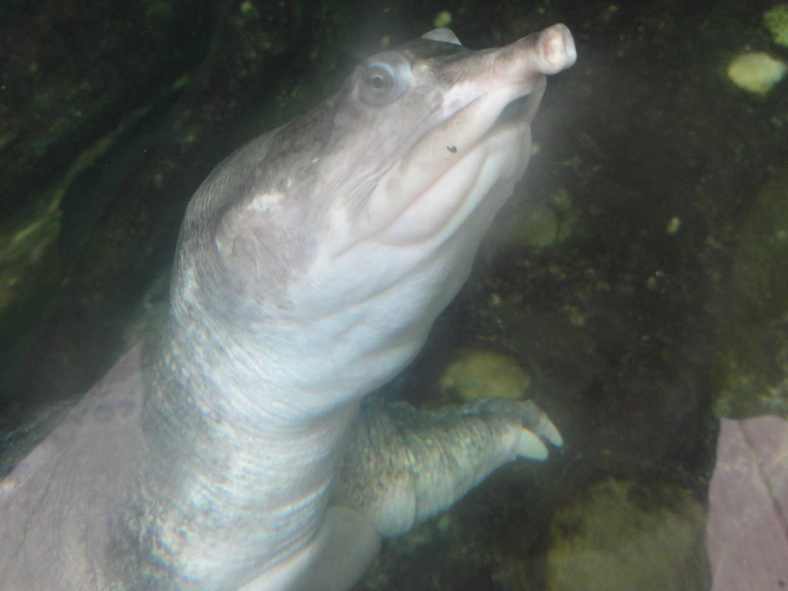 Bronx Zoo: July 2016