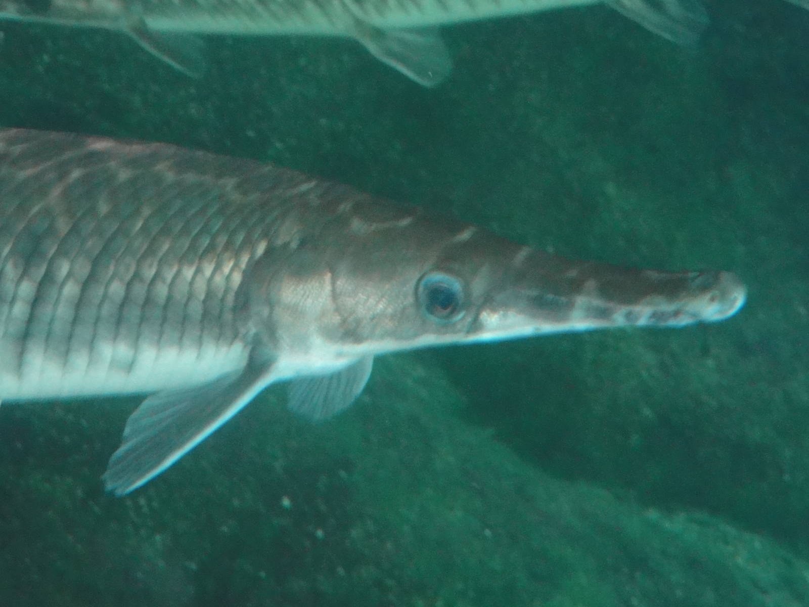 Bronx Zoo: July 2016