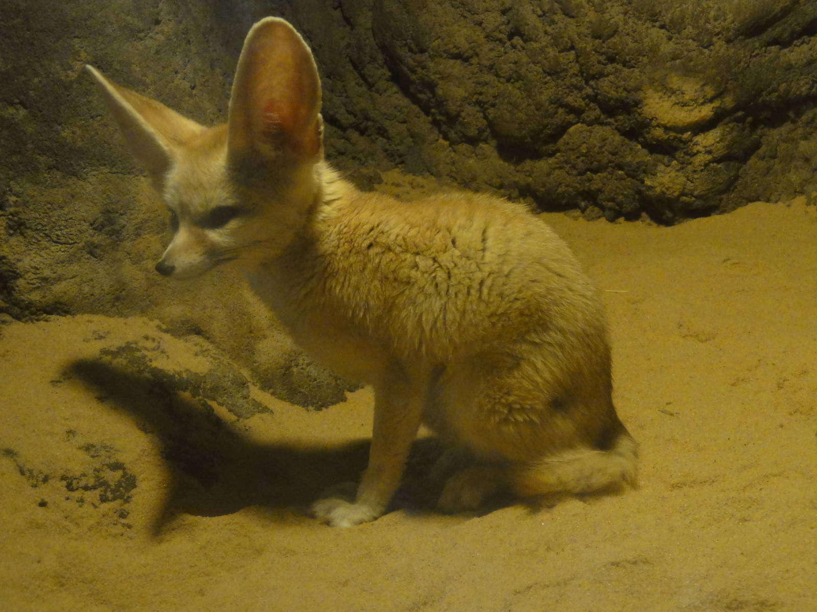 Bronx Zoo: July 2016