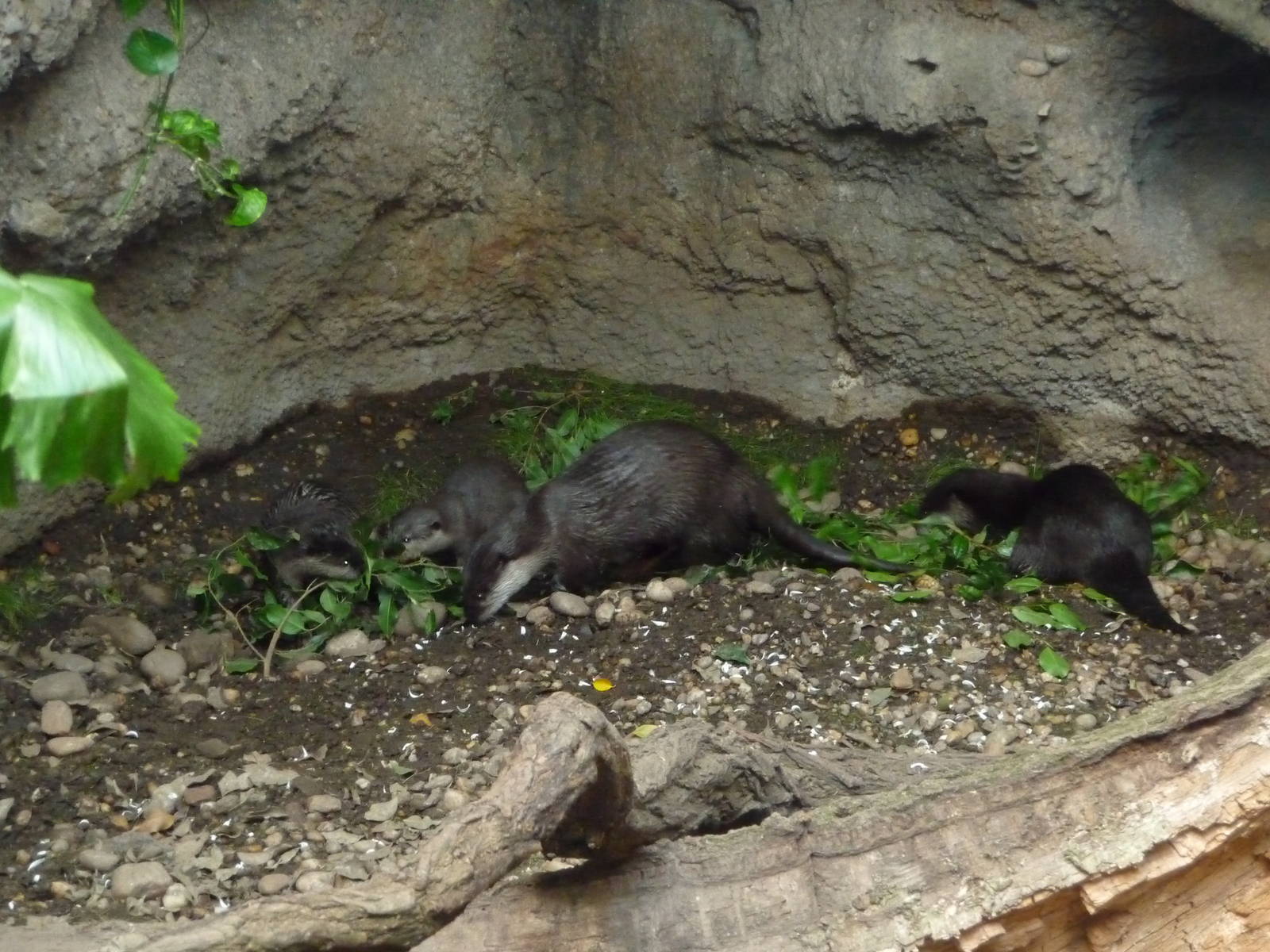 Bronx Zoo - Jungle World