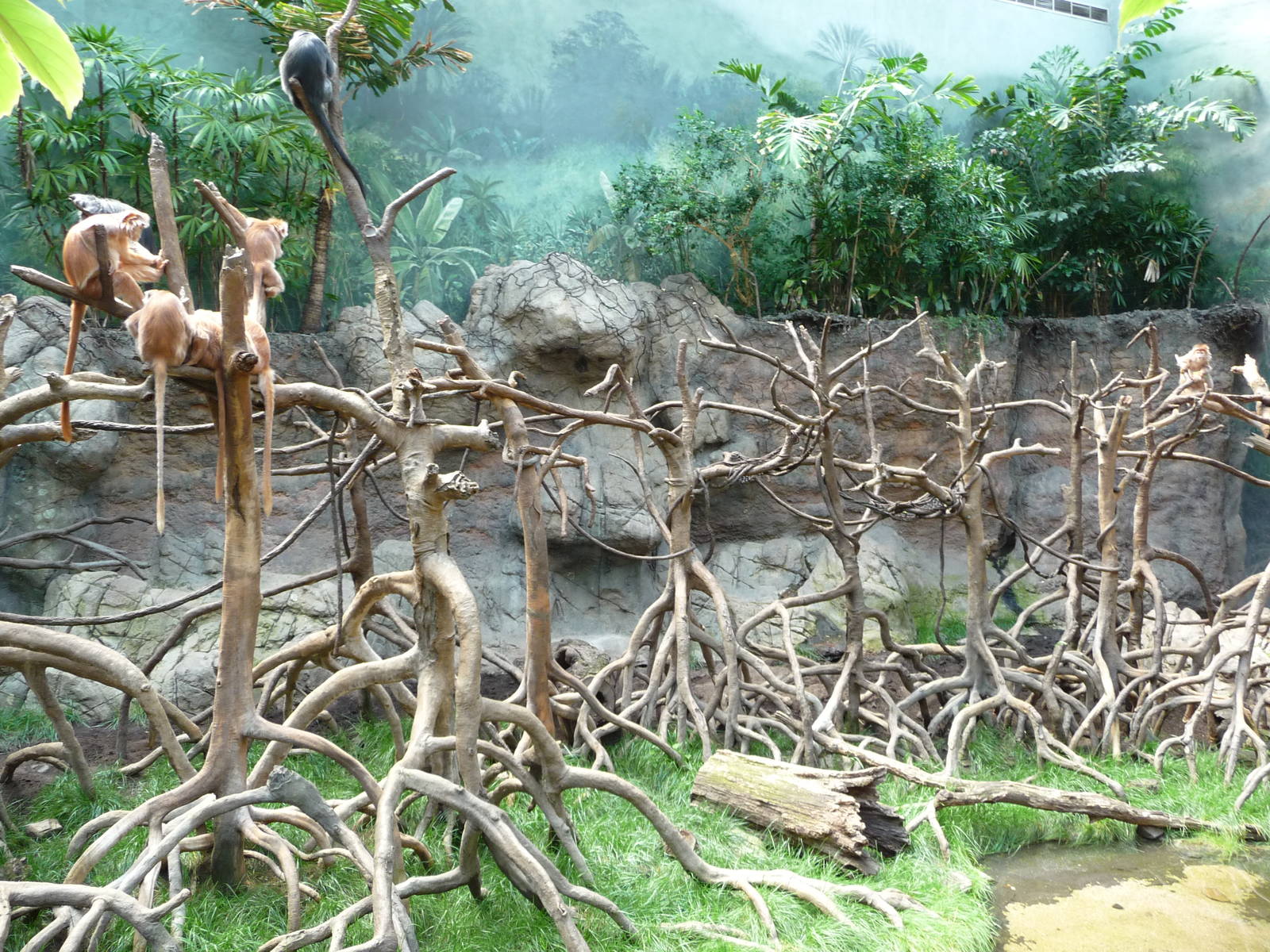 Bronx Zoo - Jungle World