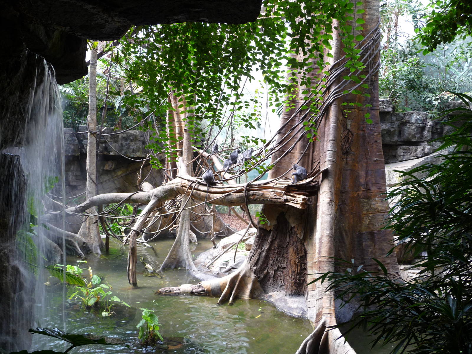 Bronx Zoo - Jungle World