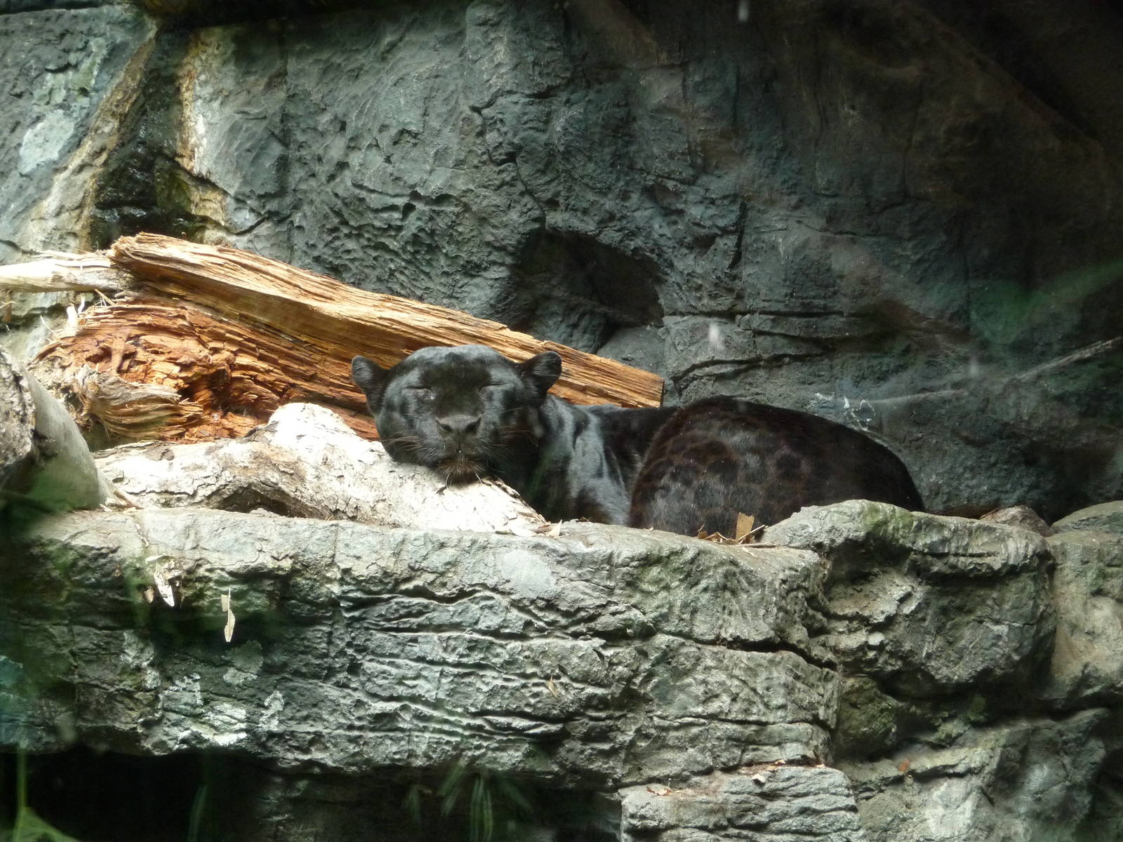 Bronx Zoo - Jungle World