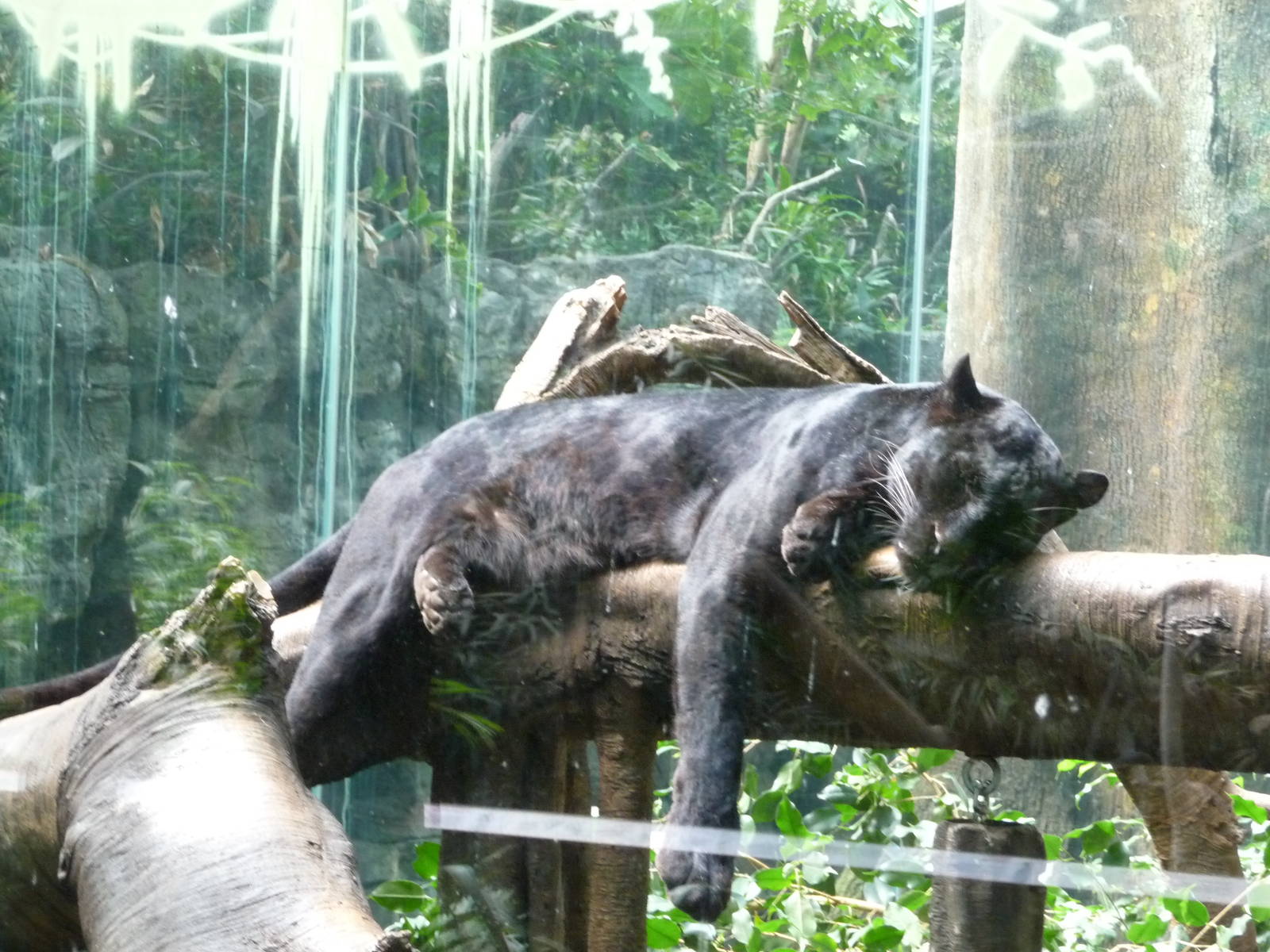 Bronx Zoo - Jungle World