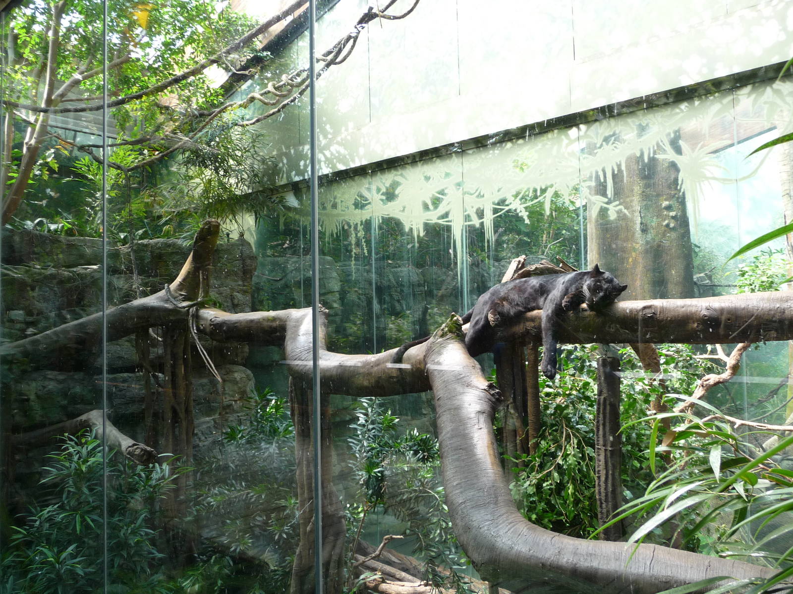 Bronx Zoo - Jungle World
