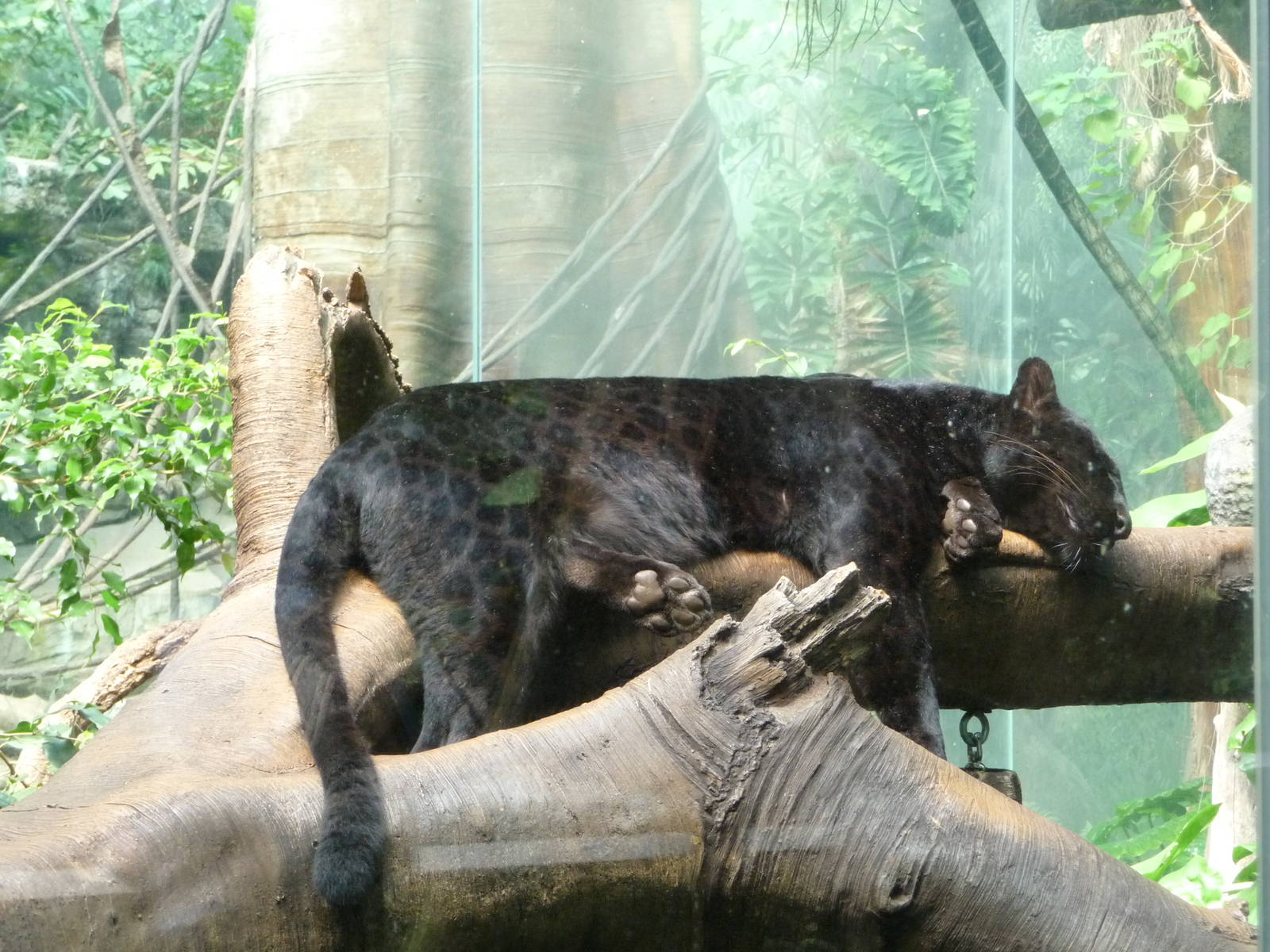 Bronx Zoo - Jungle World