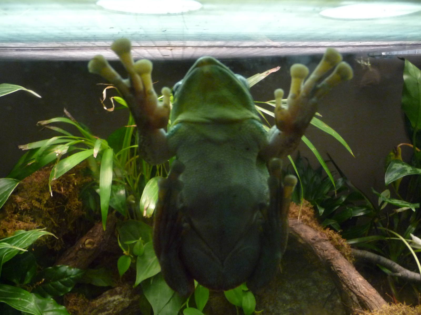 Bronx Zoo - Jungle World