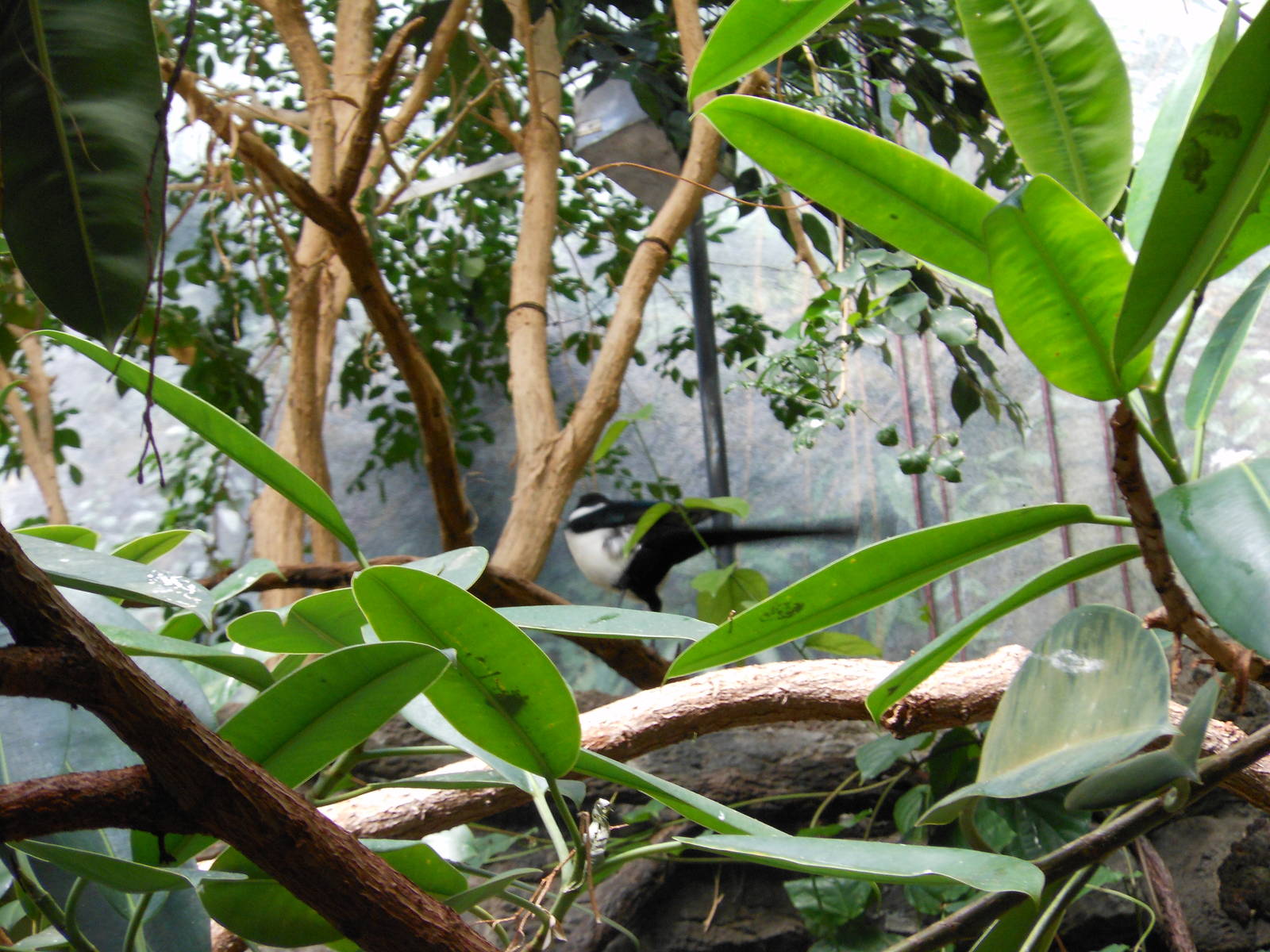 Bronx Zoo- Jungleworld- Another View of the Unknown Bird