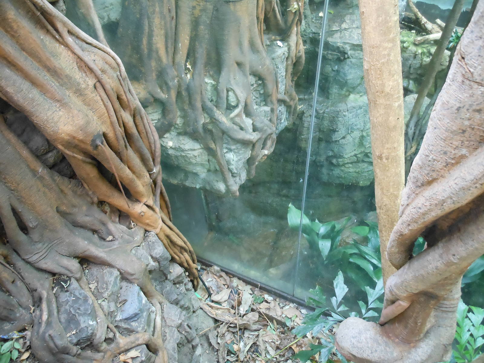 Bronx Zoo- Jungleworld- Door Inside Black Leopard Exhibit