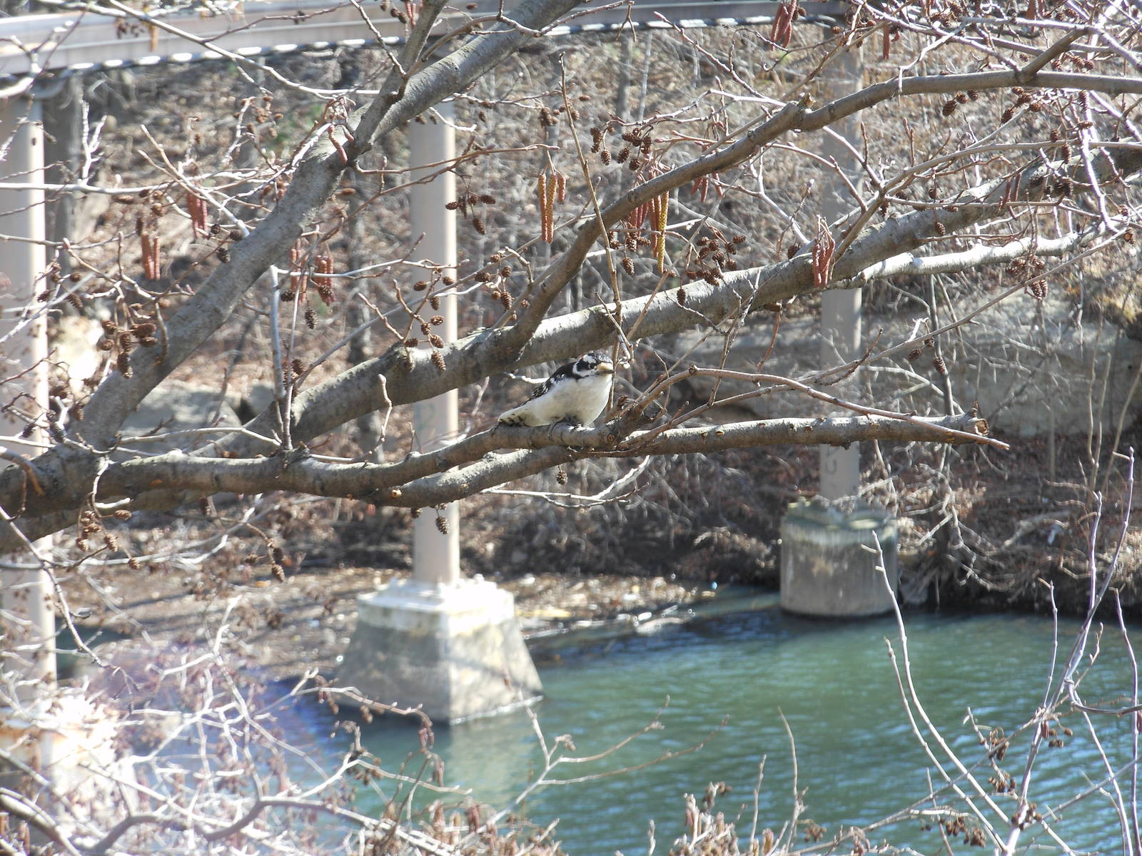 Bronx Zoo- Jungleworld- Downy Woodpecker Perched Outside