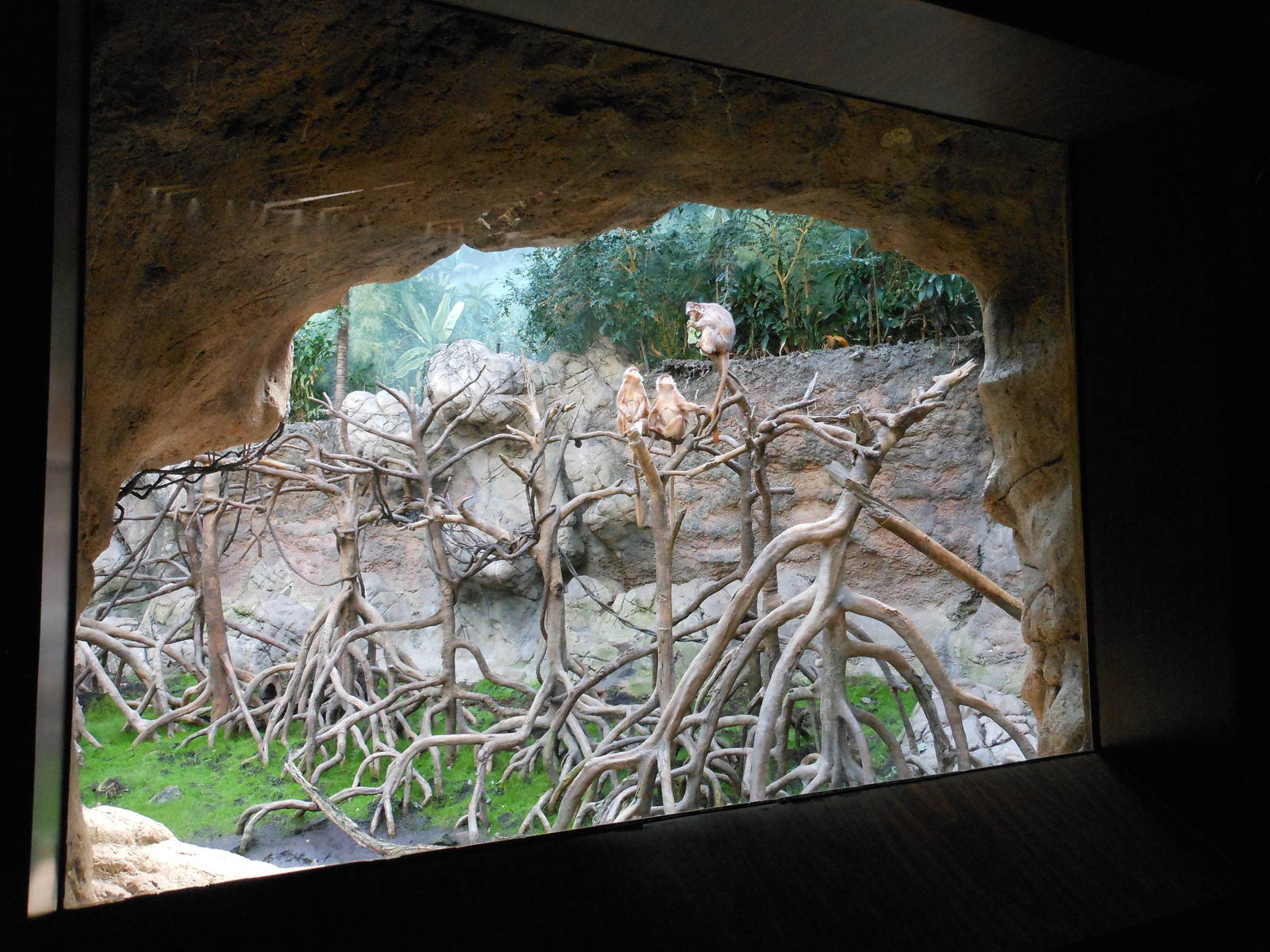 Bronx Zoo- Jungleworld- Ebony Langur Exhibit Viewing Area