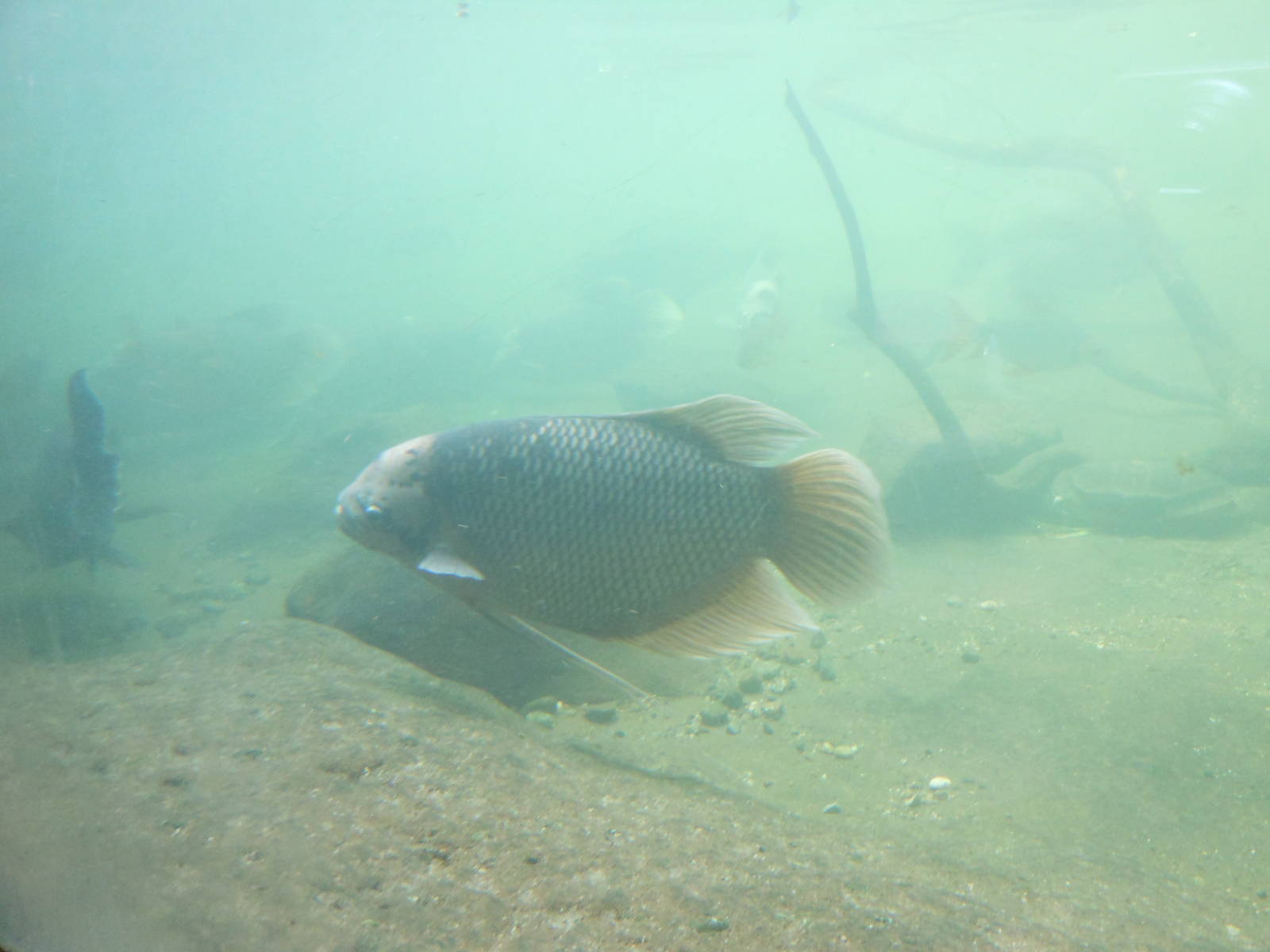 Bronx Zoo- Jungleworld- Giant Gourami