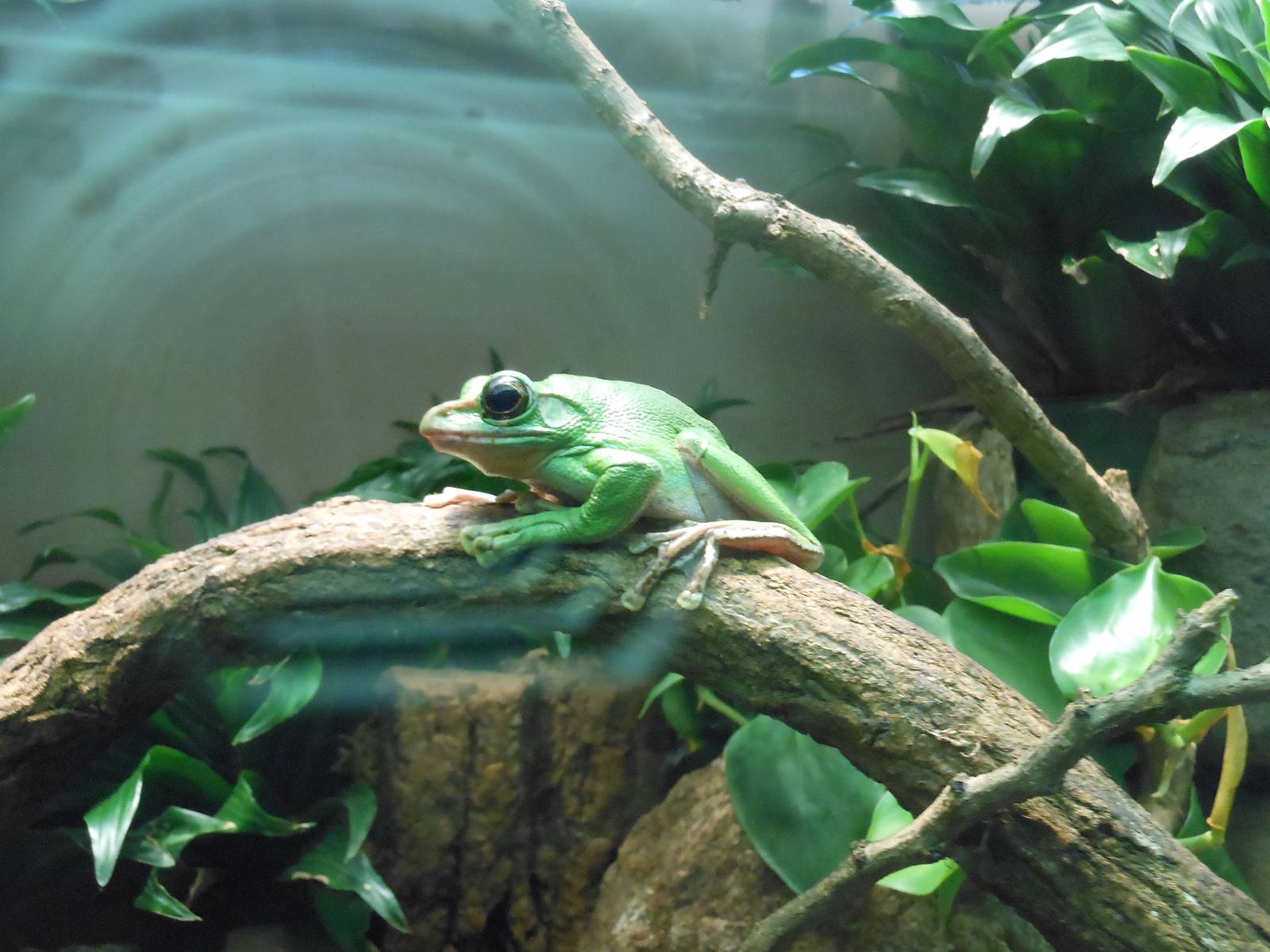 Bronx Zoo- Jungleworld- Giant Tree Frog