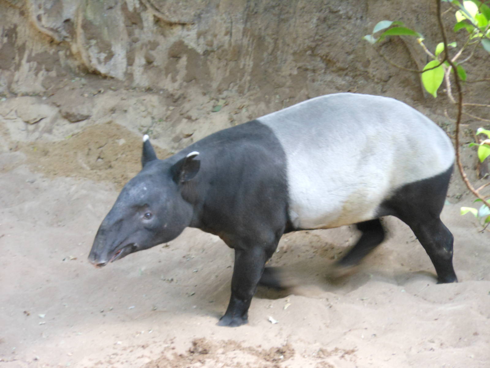 Bronx Zoo- Jungleworld- Malayan Tapir