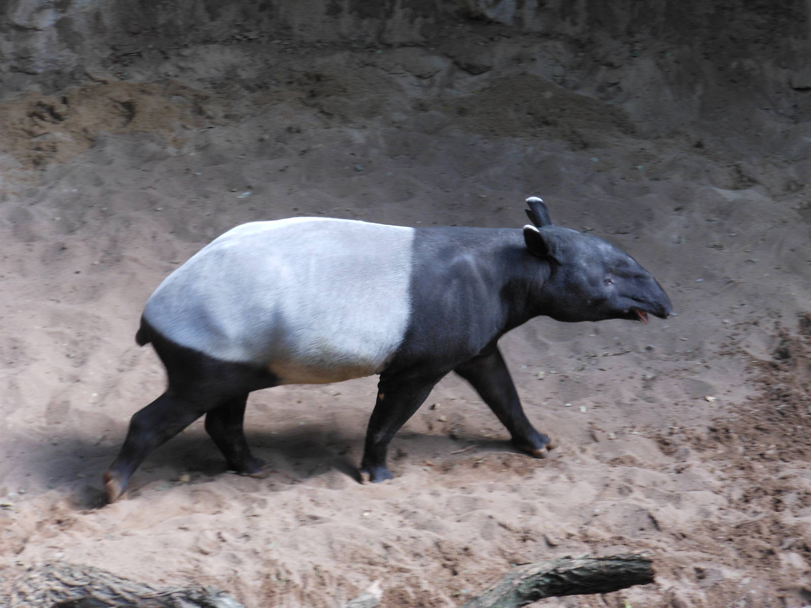Bronx Zoo- Jungleworld- Malayan Tapir