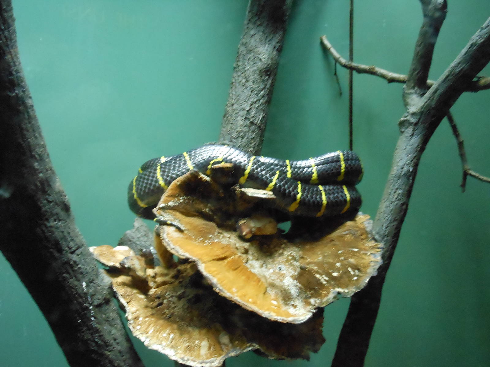 Bronx Zoo- Jungleworld- Mangrove Snake