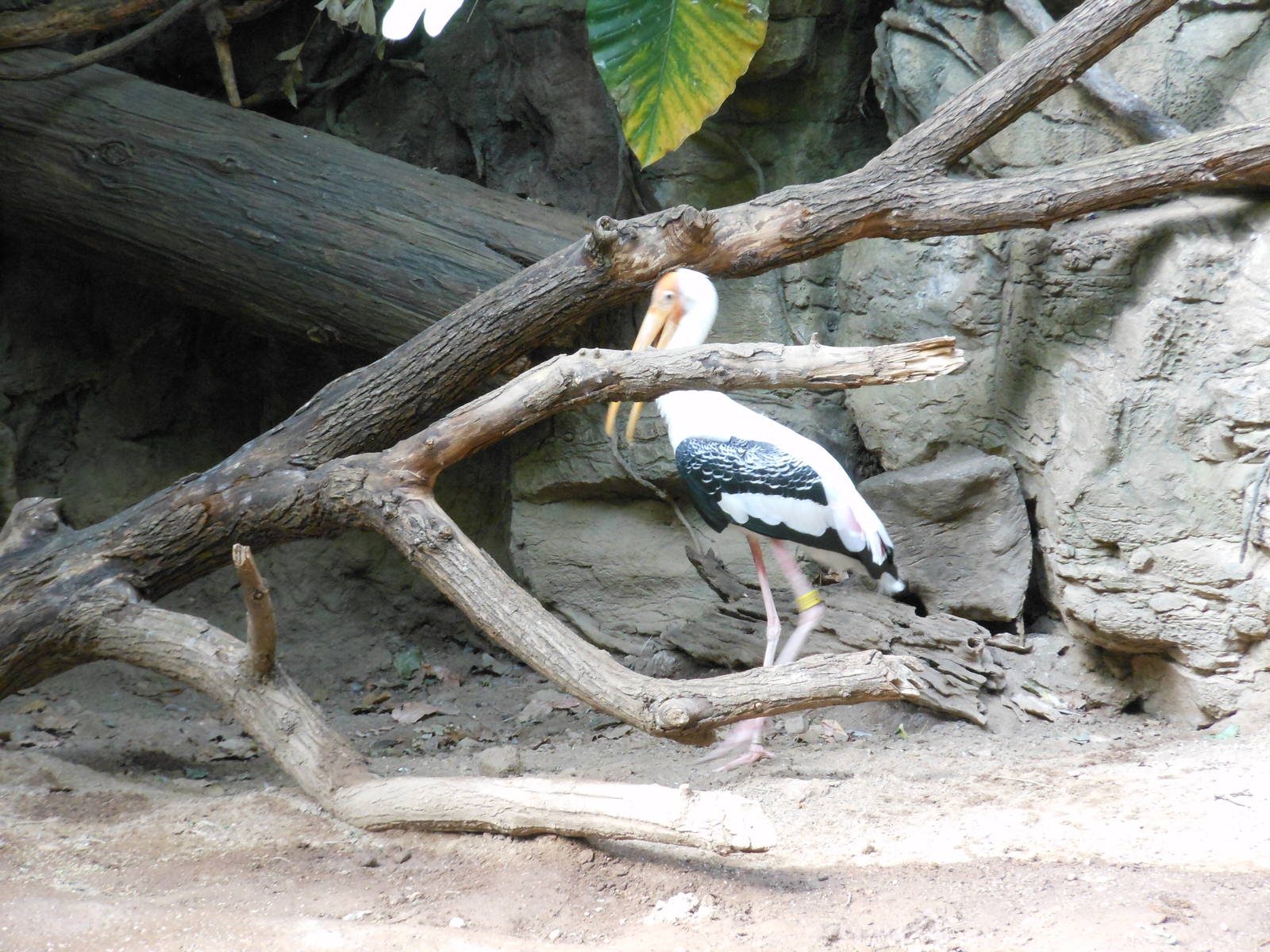 Bronx Zoo- Jungleworld- Painted Stork