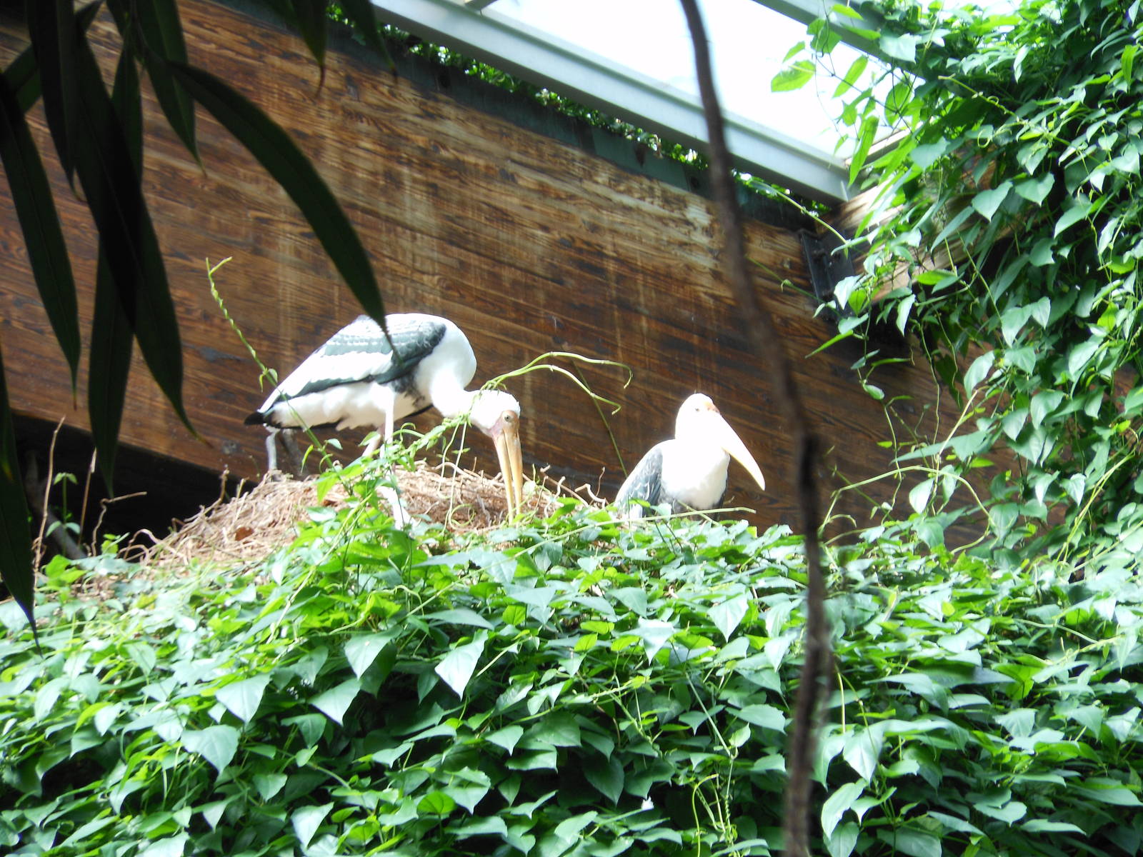 Bronx Zoo- Jungleworld- Painted Storks in Nest