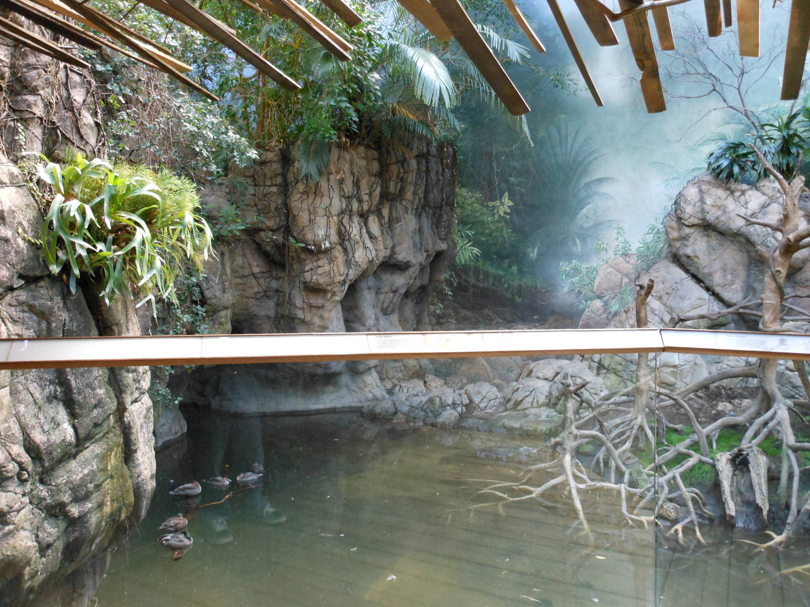 Bronx Zoo- Jungleworld- Part 1 of Ebony Langur Exhibit