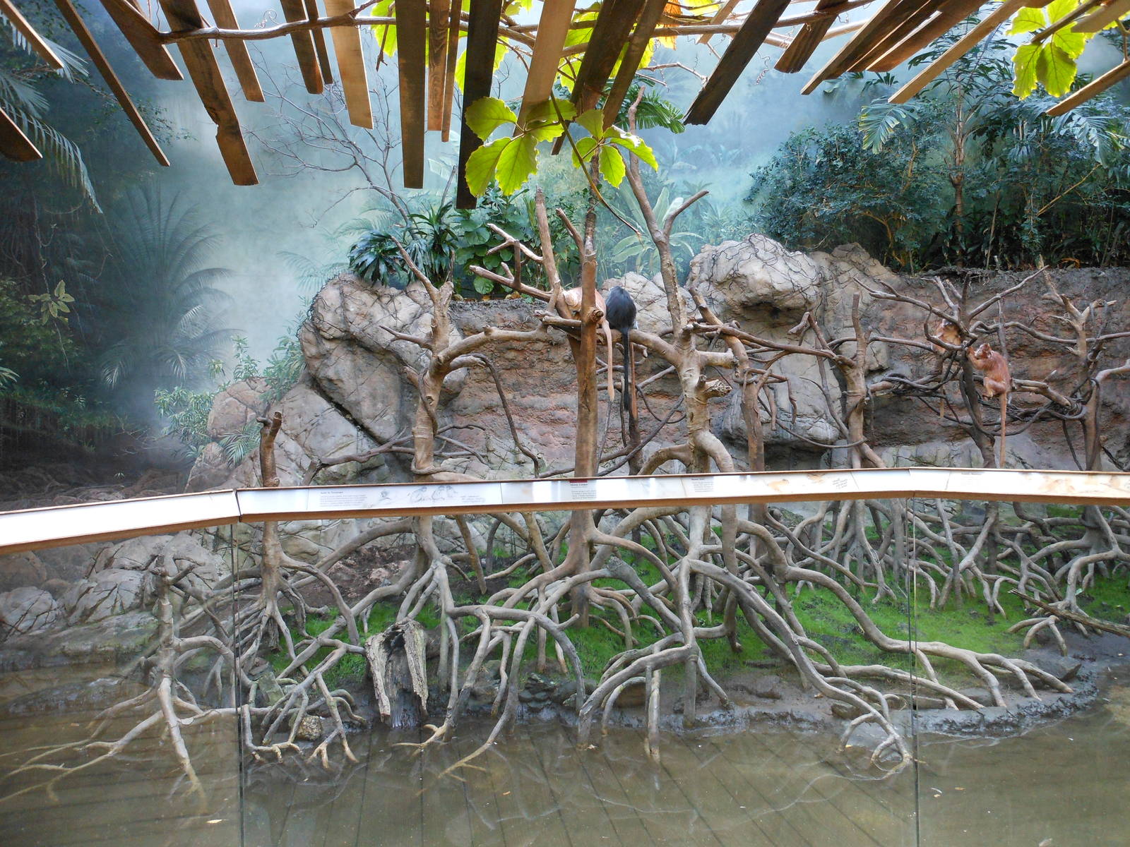 Bronx Zoo- Jungleworld- Part 2 of Ebony Langur Exhibit