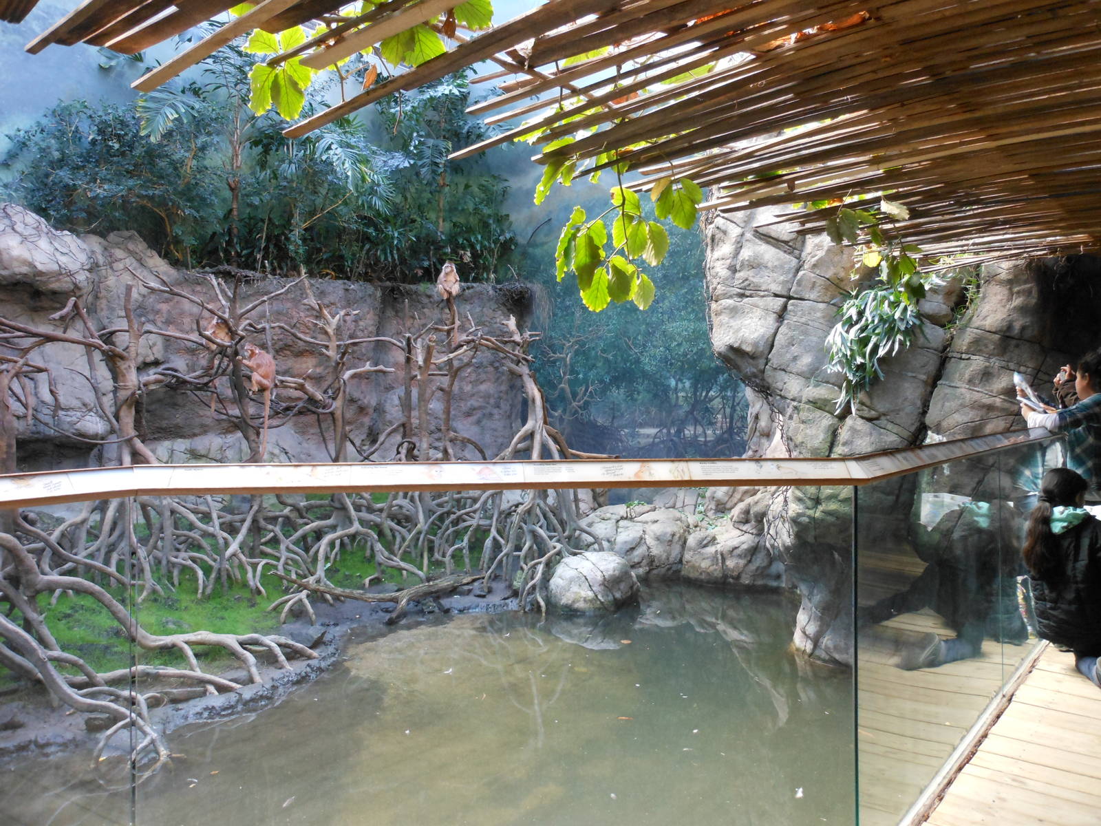 Bronx Zoo- Jungleworld- Part 3 of Ebony Langur Exhibit