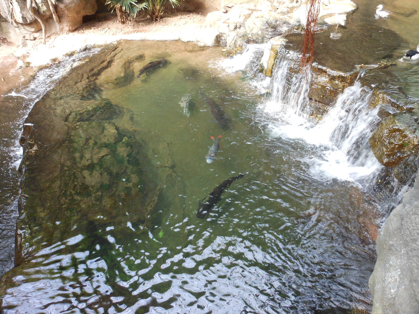 Bronx Zoo- Jungleworld- Pond