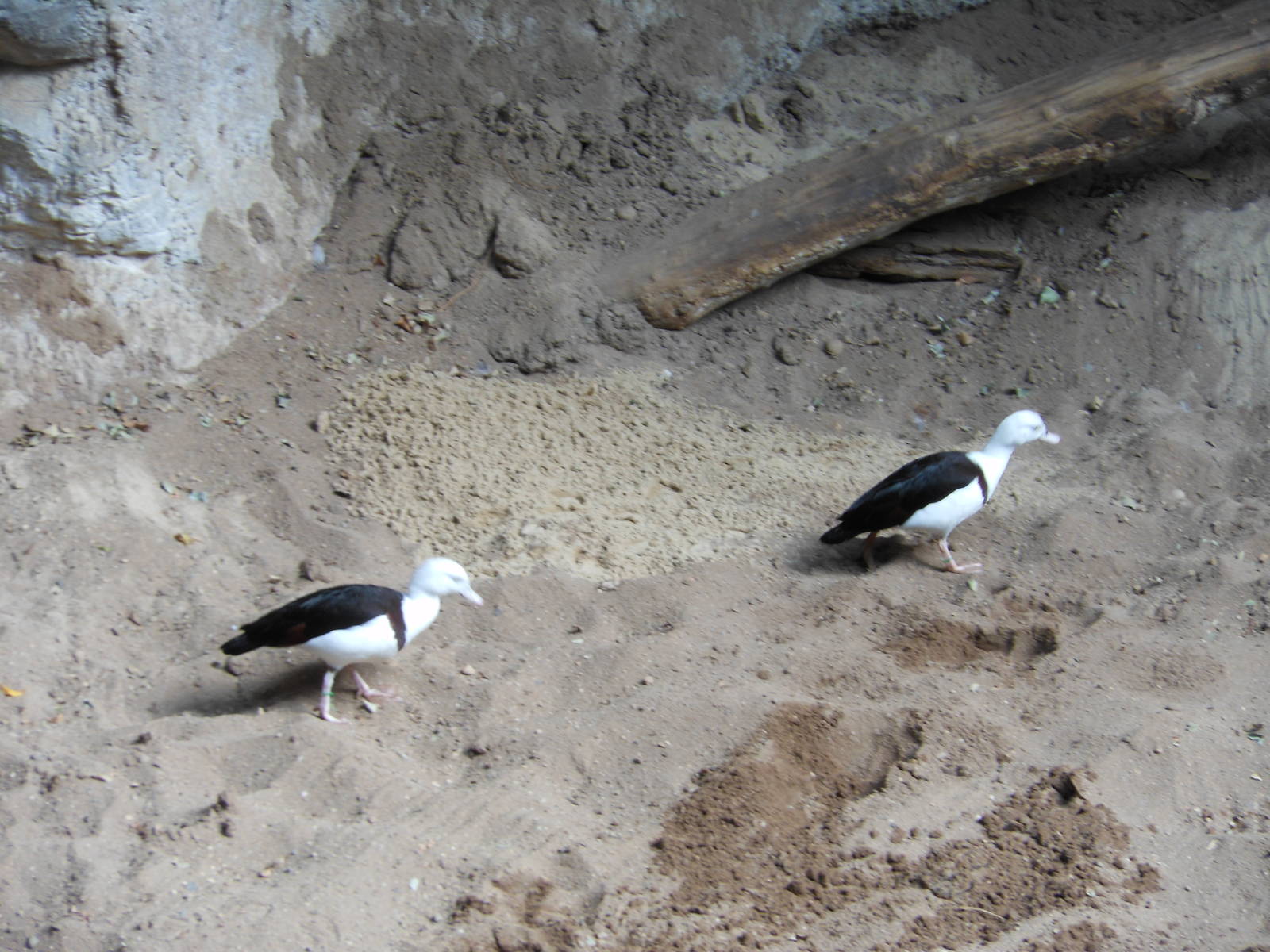 Bronx Zoo- Jungleworld- Radjah Shelducks in Malayan Tapir Exhibit