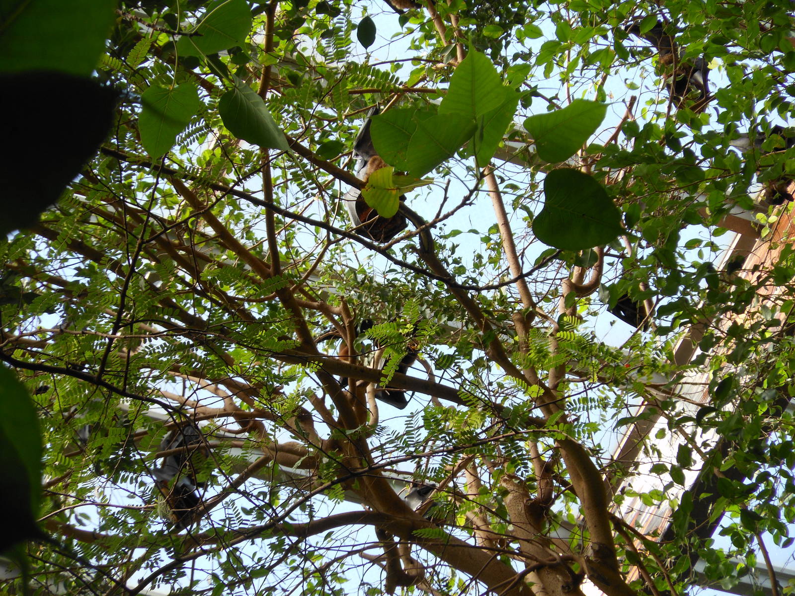 Bronx Zoo- Jungleworld- Rodrigues Flying Foxes Roosting