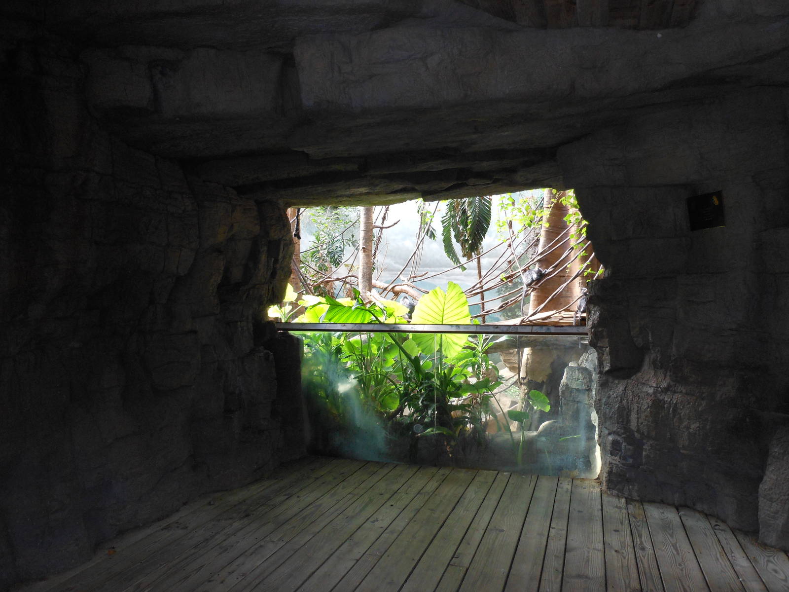 Bronx Zoo- Jungleworld- Silvered Leaf Monkey Exhibit Viewing Area