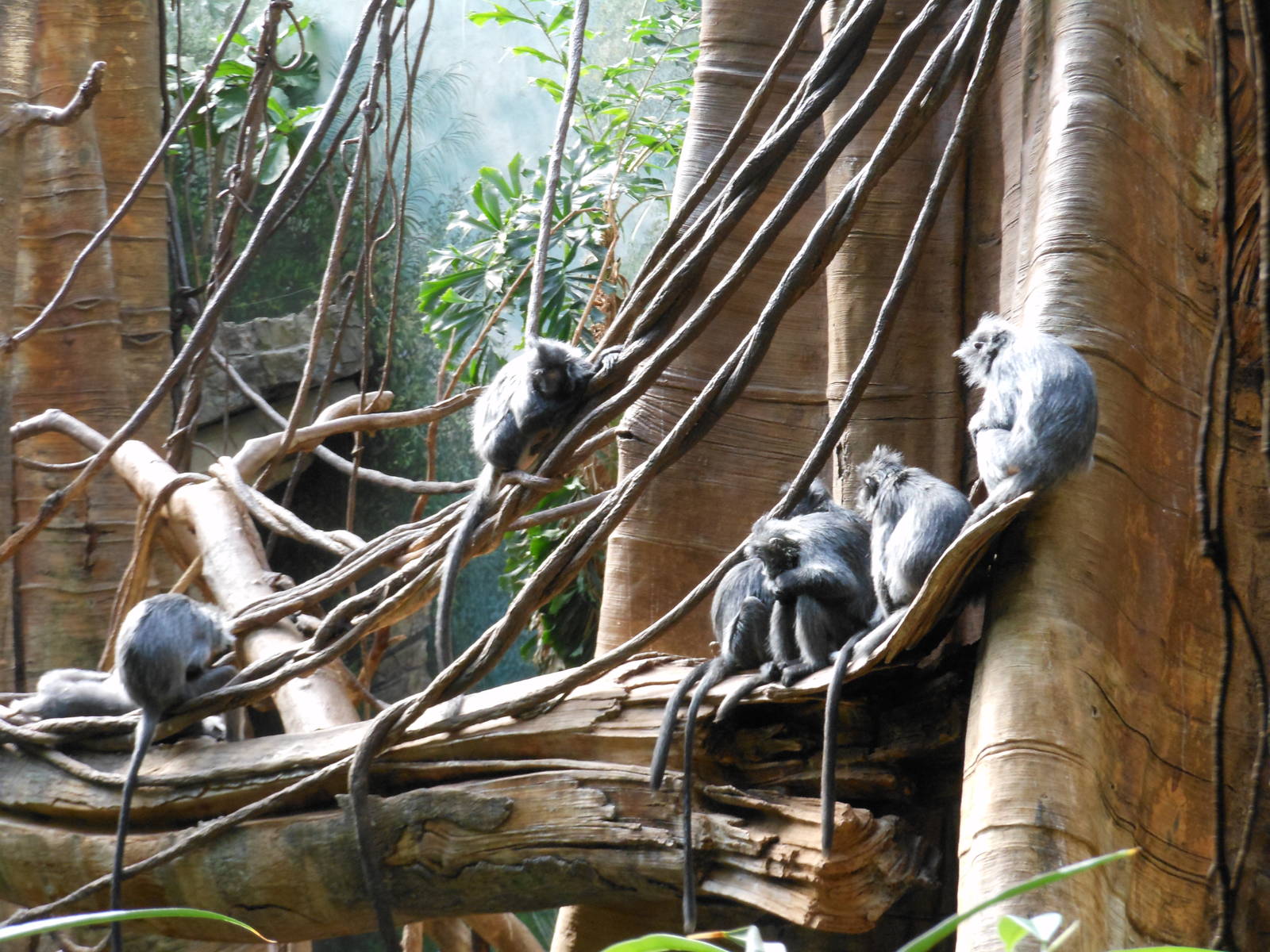 Bronx Zoo- Jungleworld- Silvered Leaf Monkeys