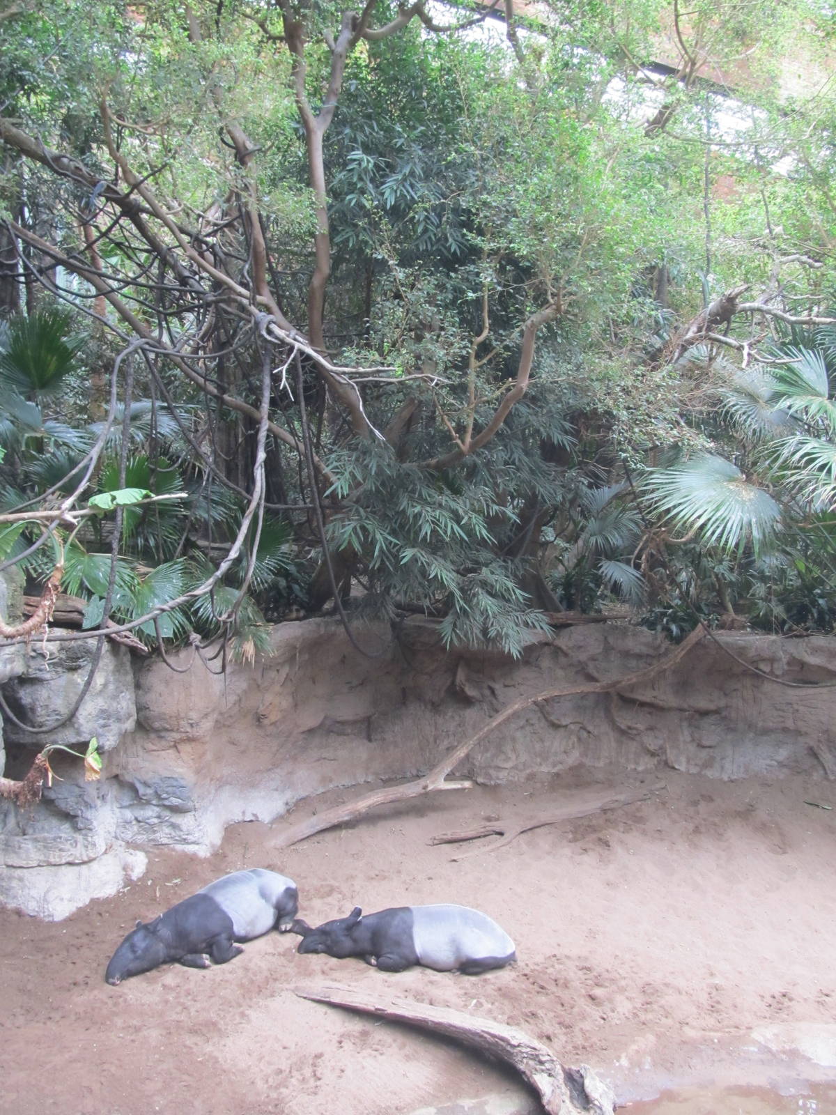 Bronx Zoo- Jungleworld