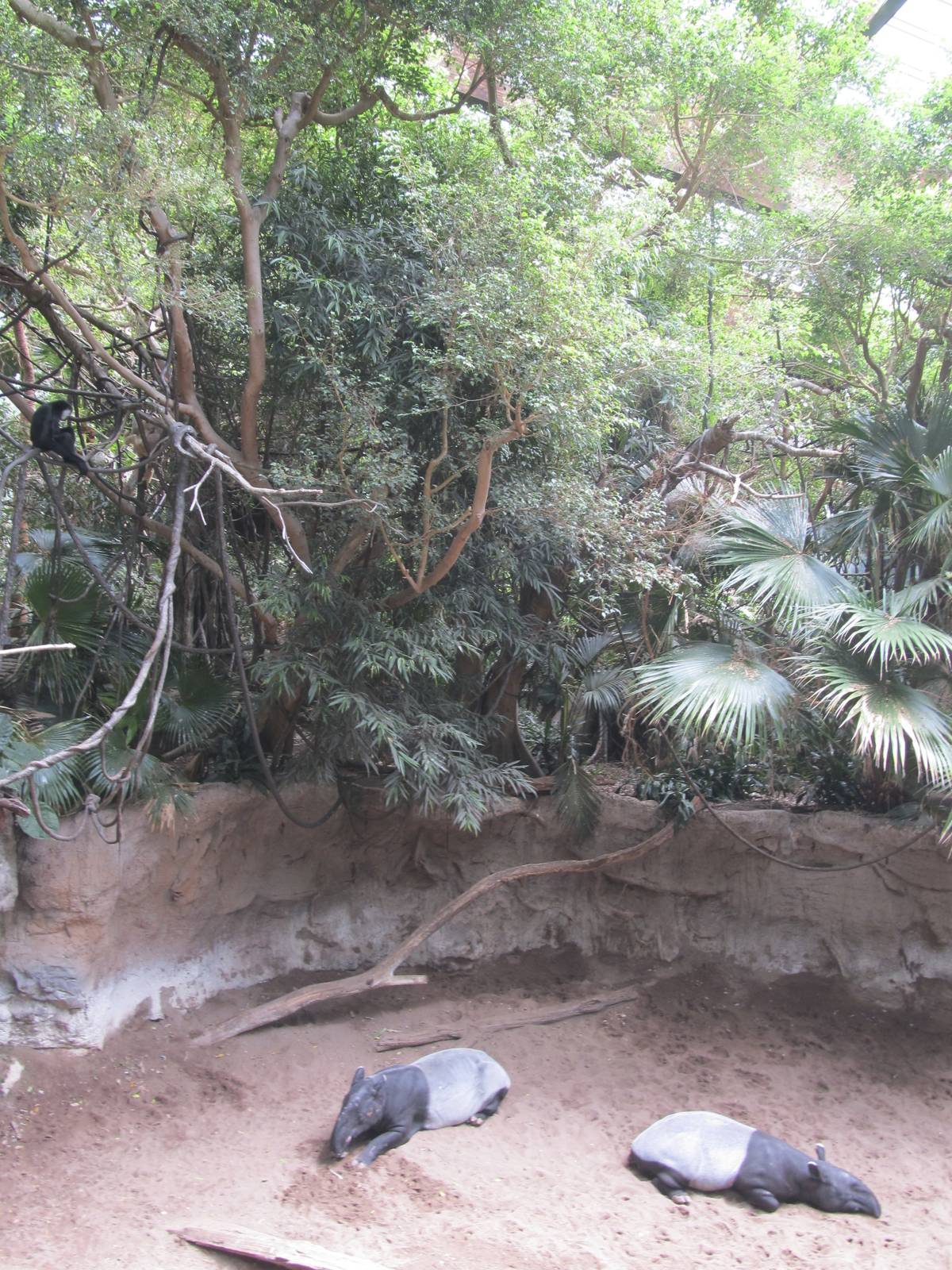 Bronx zoo- Jungleworld