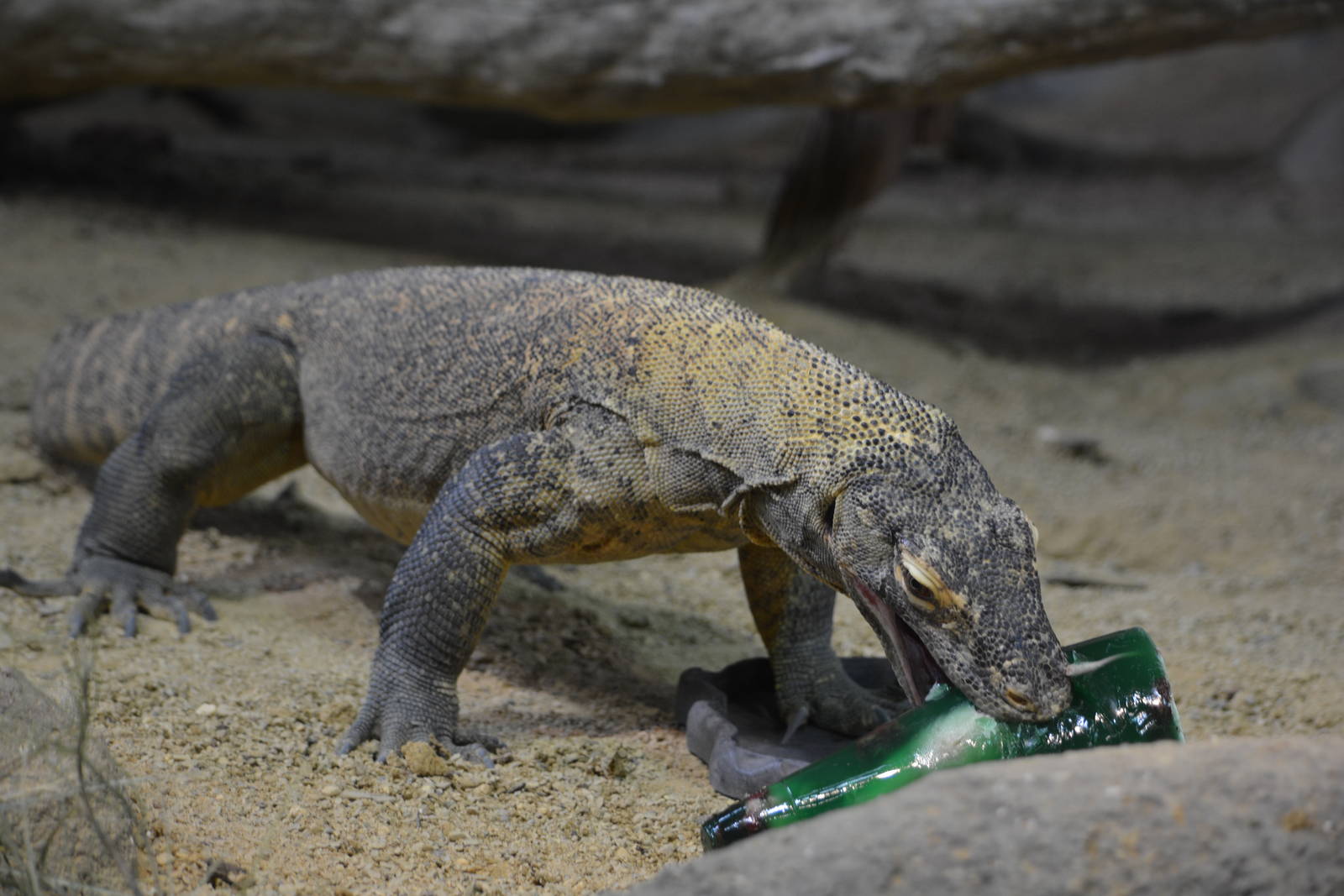 Bronx Zoo- Komodo Dragon eating a Frozen Treat 1