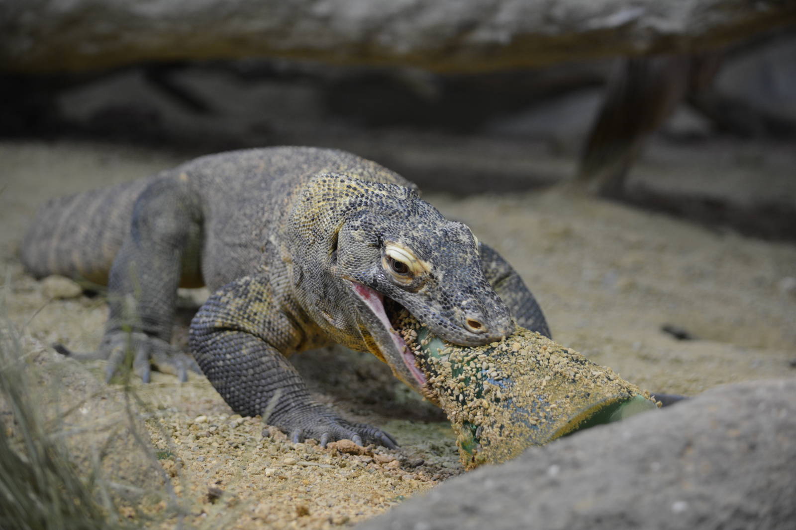 Bronx Zoo- Komodo Dragon eating a Frozen Treat 2