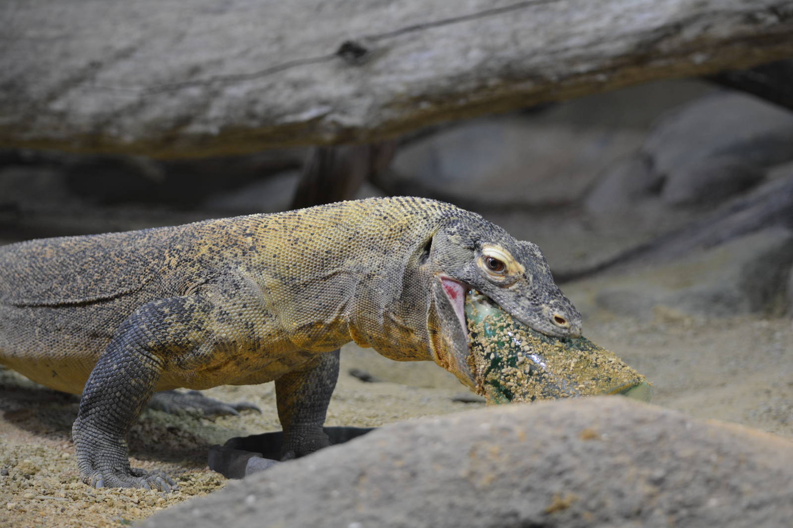 Bronx Zoo- Komodo Dragon eating a Frozen Treat 3