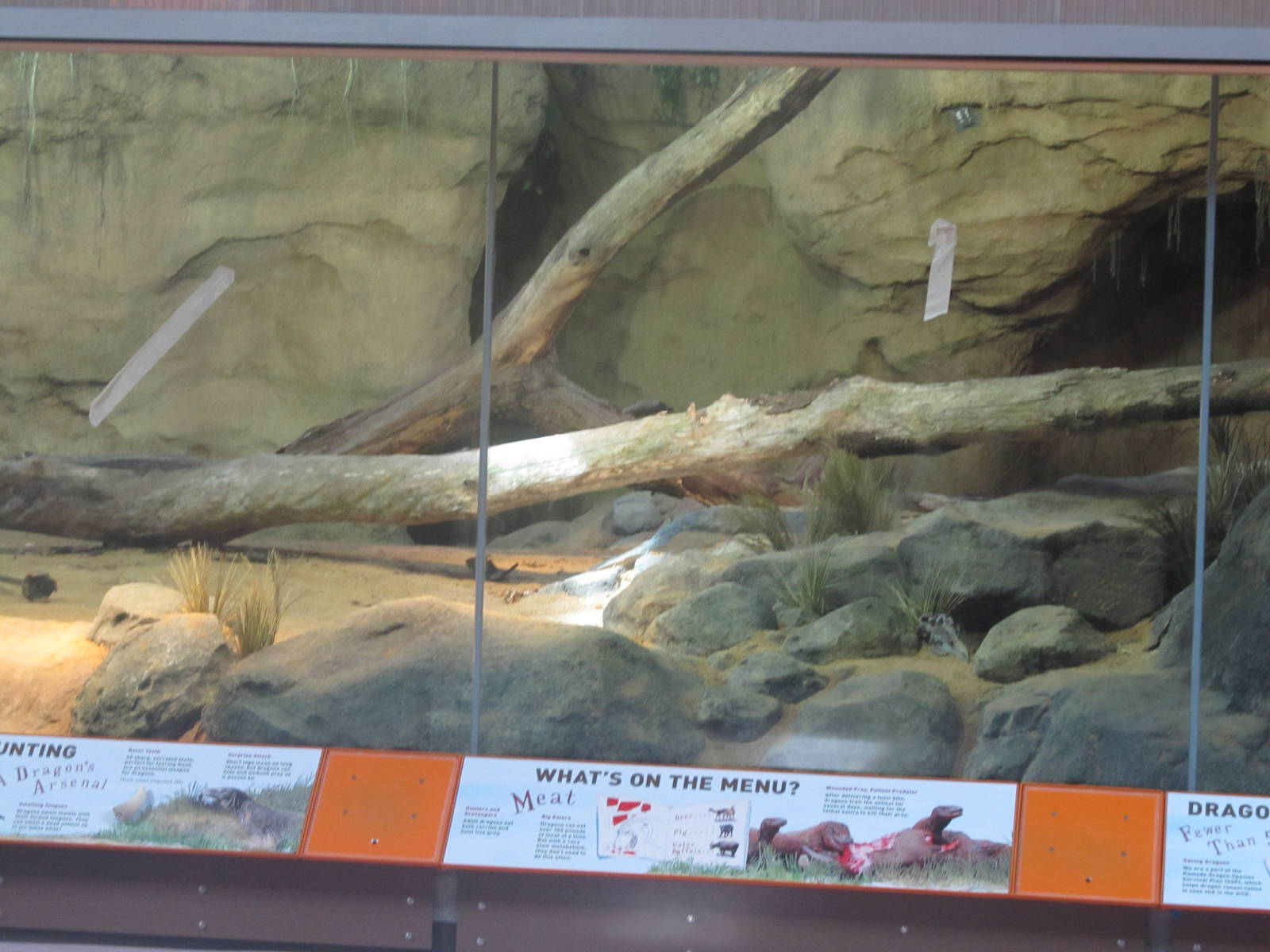 Bronx Zoo- Komodo Dragon Exhibit (under construction)