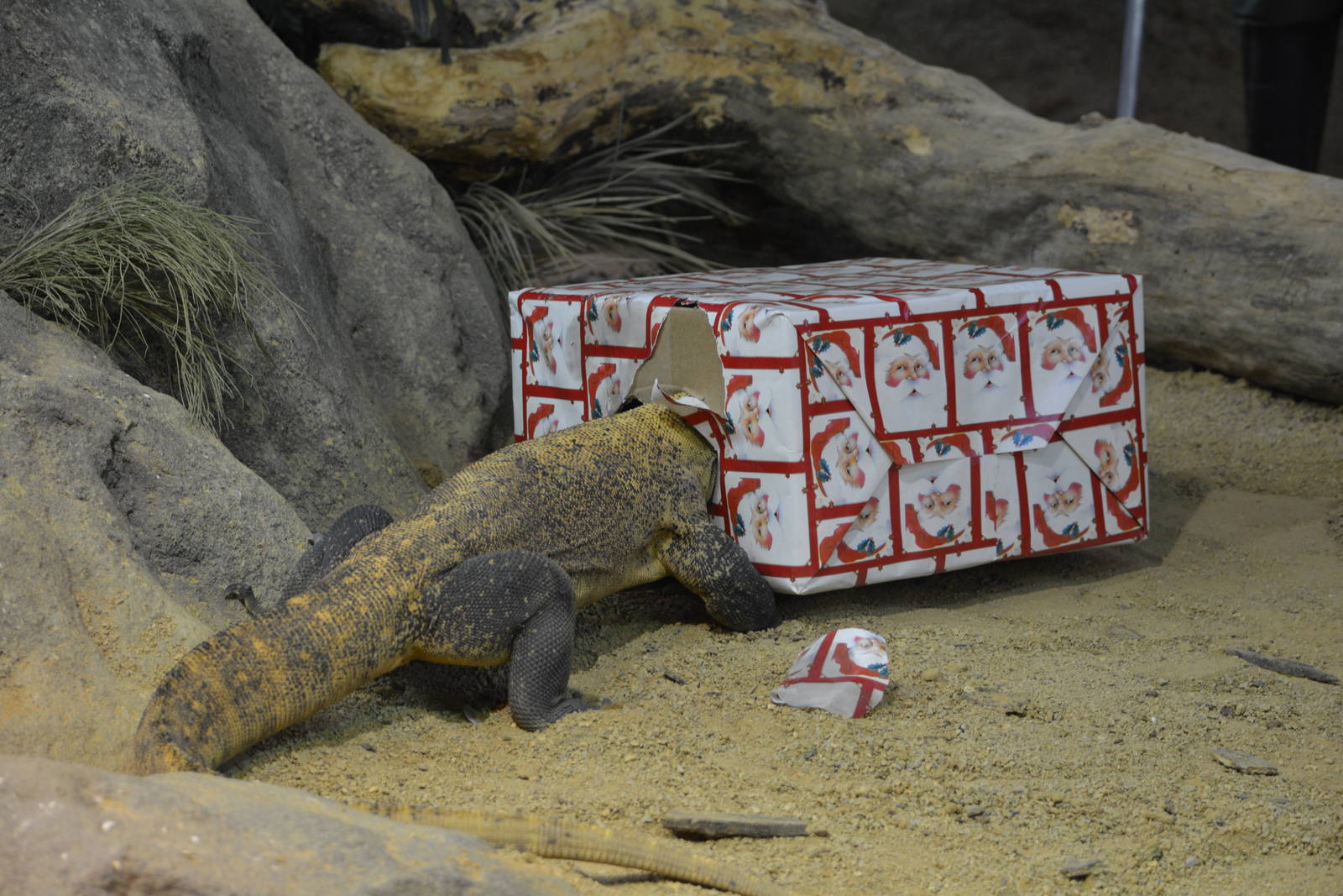 Bronx Zoo- Komodo Dragon with Head in a Box