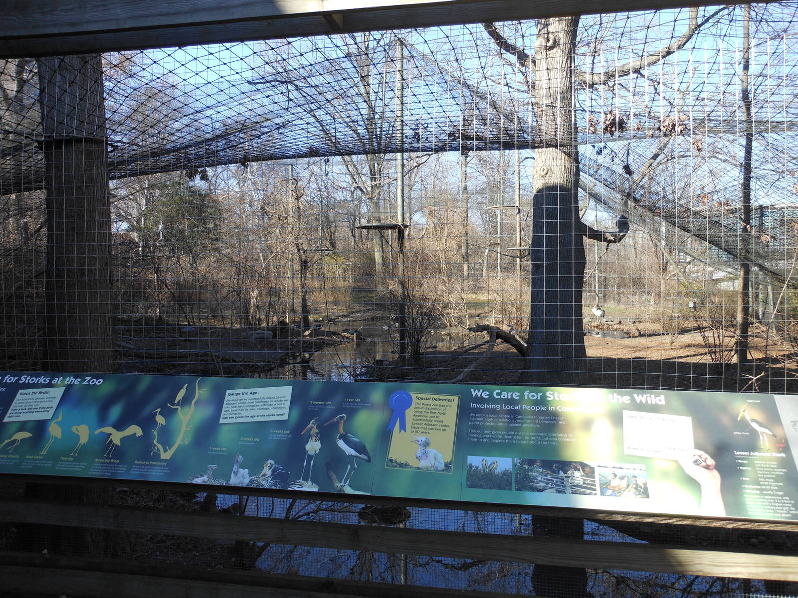 Bronx Zoo- Lesser Adjutant Exhibit Outside Sea Bird Aviary