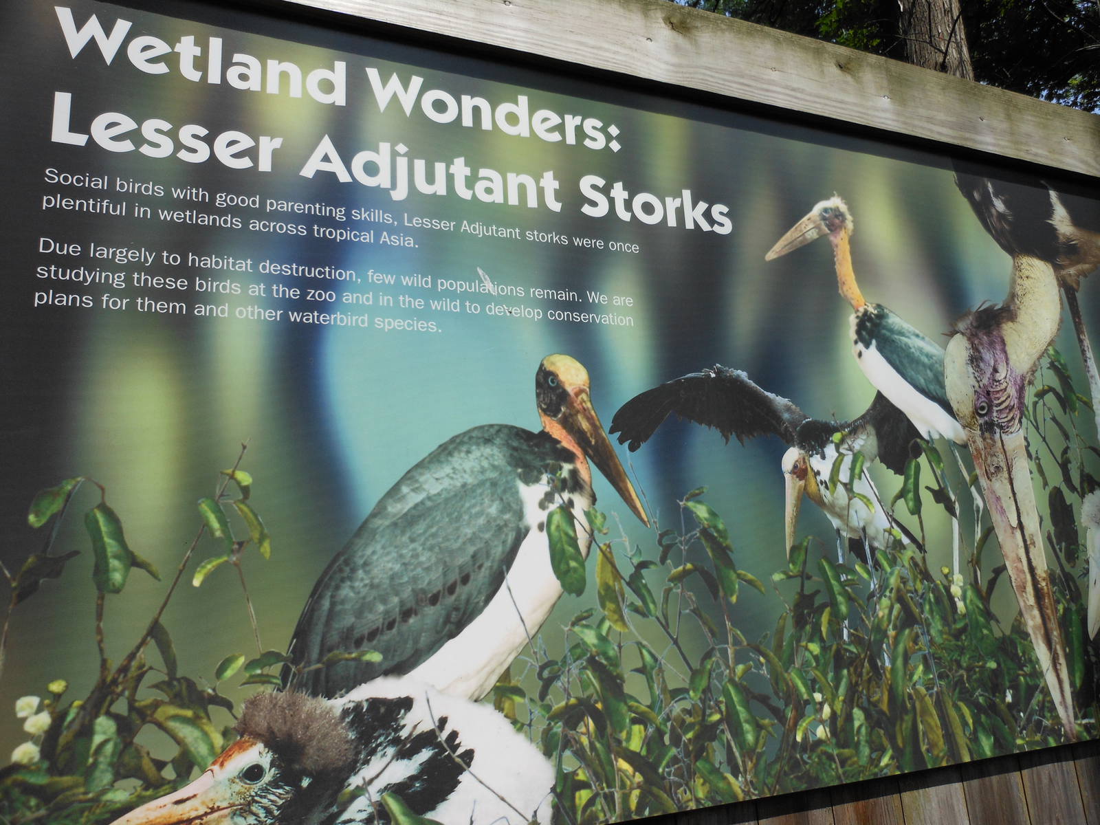 Bronx Zoo- Lesser Adjutant Stork Conservation Sign Outside Aquatic Bird Hou