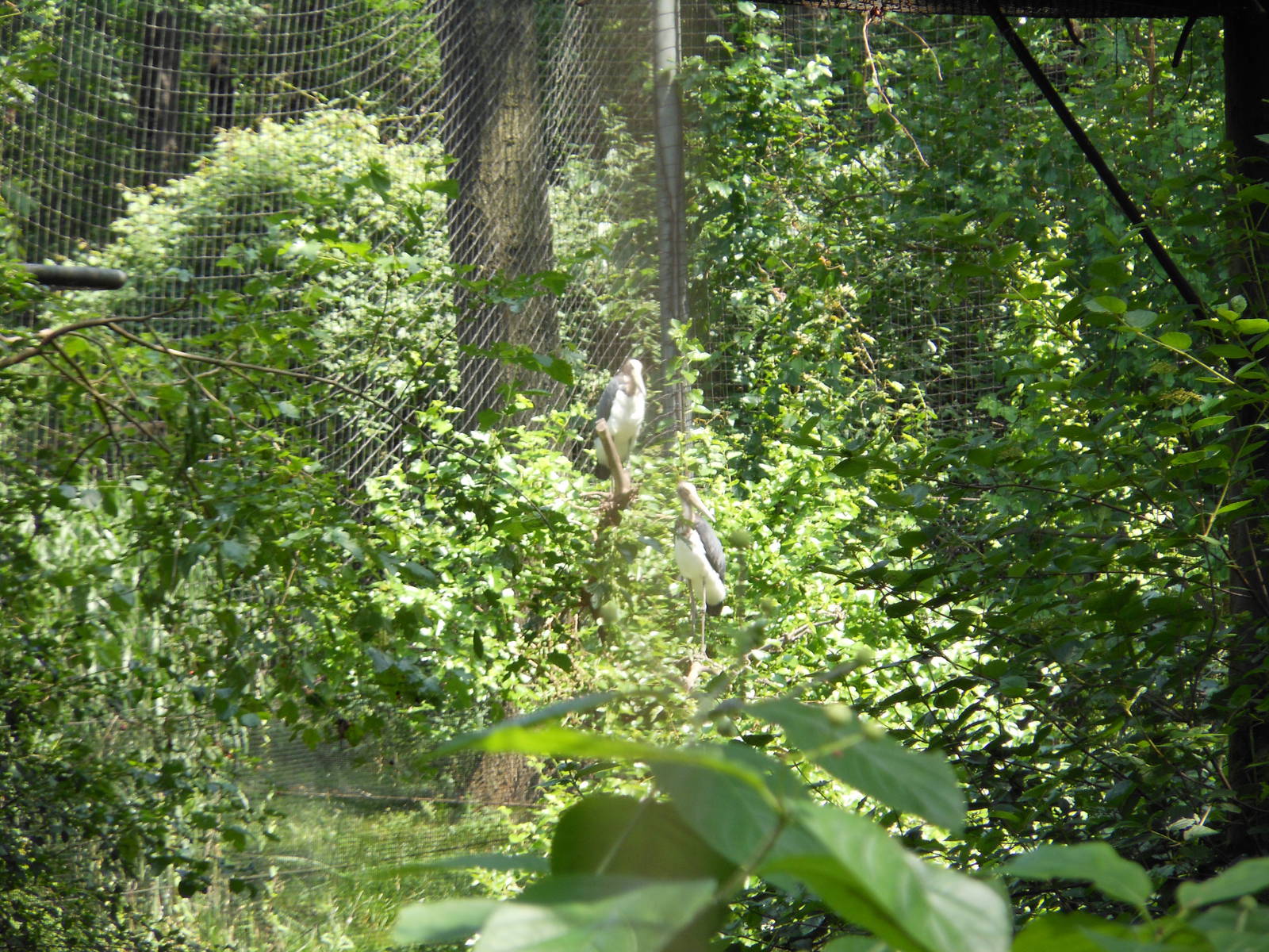 Bronx Zoo- Lesser Adjutant Storks Outside Aquatic Bird House