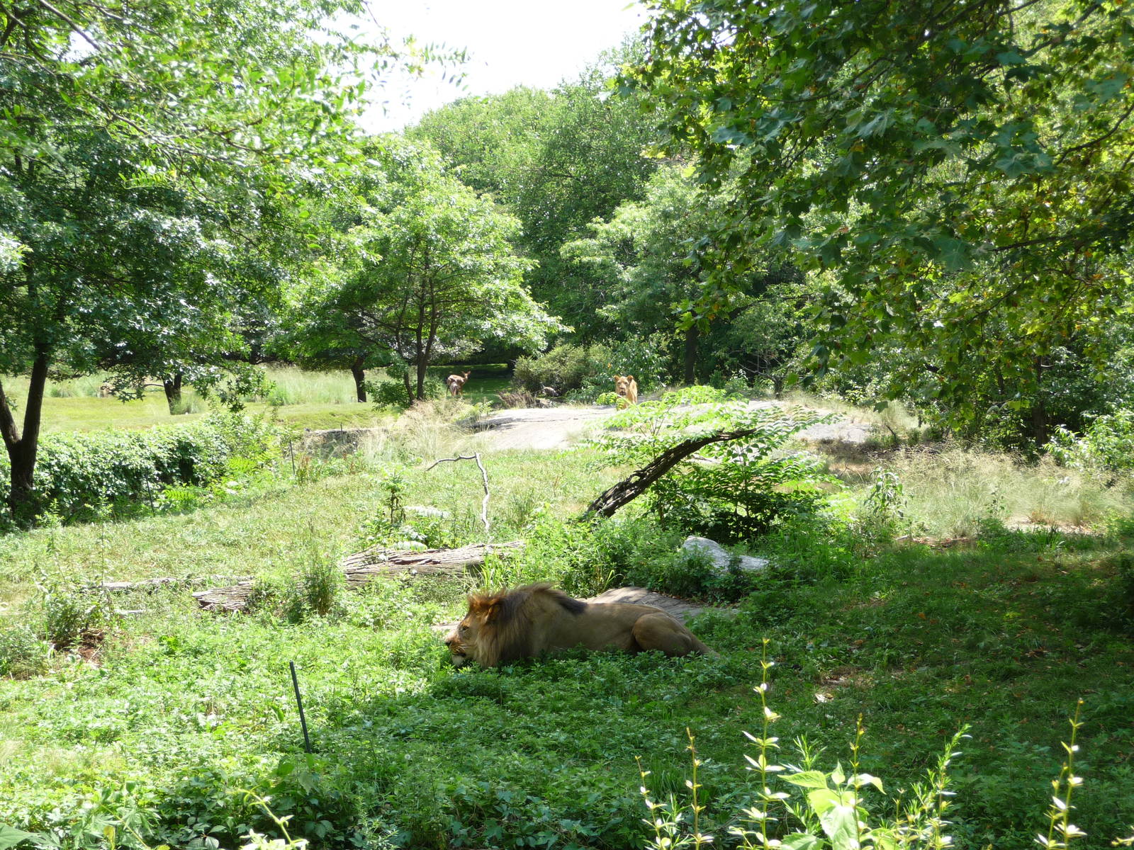 Bronx Zoo - Lion Exhibit