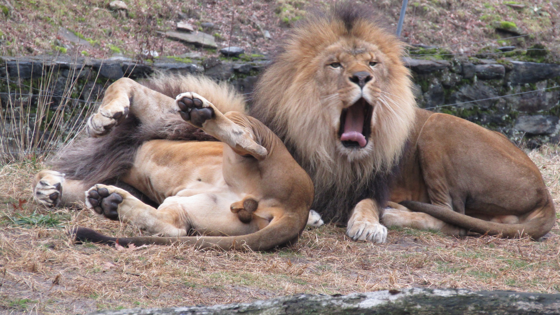 Bronx Zoo Lion his brother ruined the photo