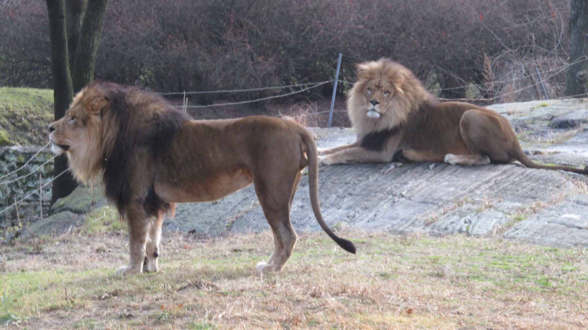 Bronx Zoo Lions