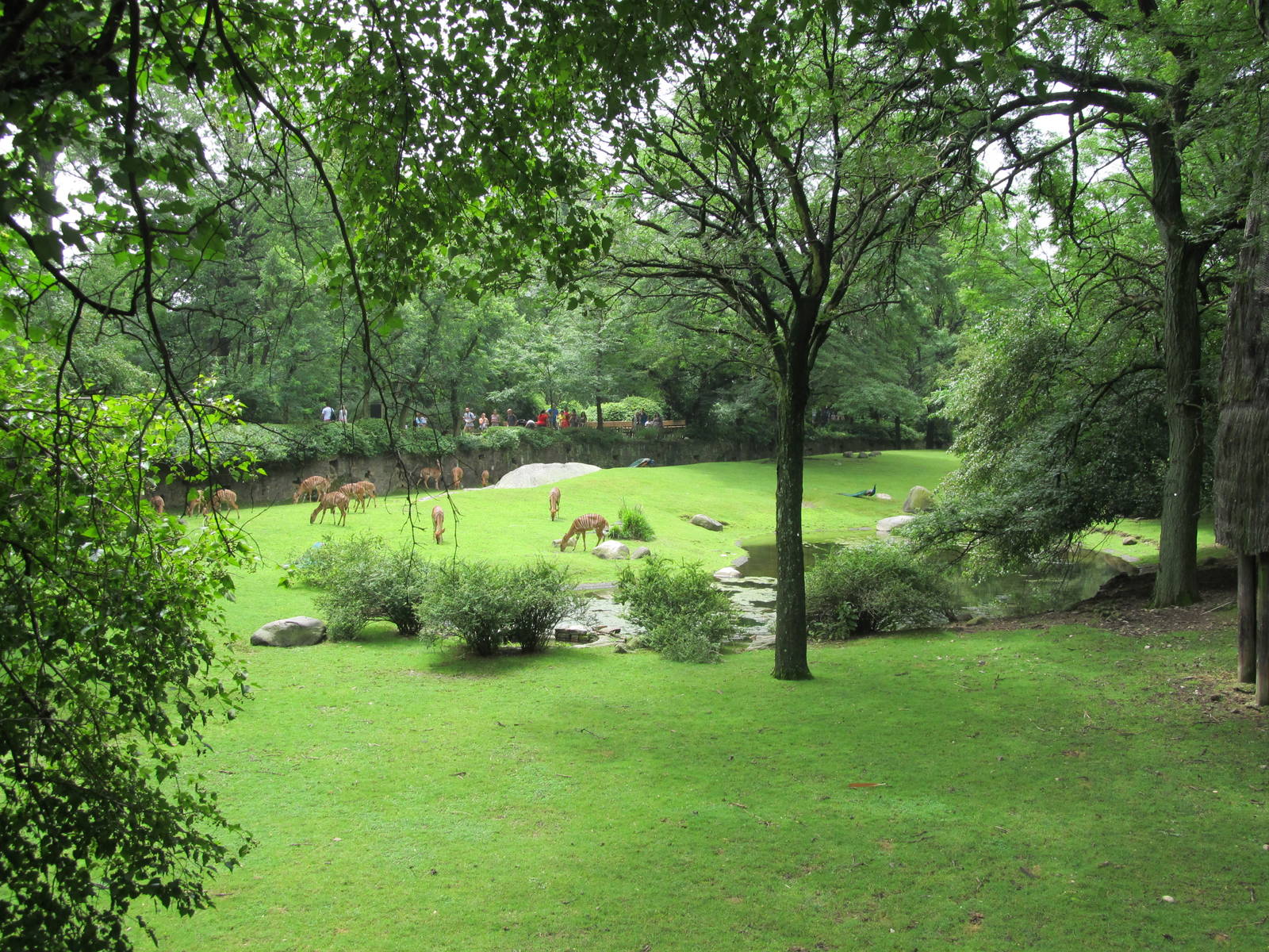 Bronx Zoo- Lowland Nyala Exhibit